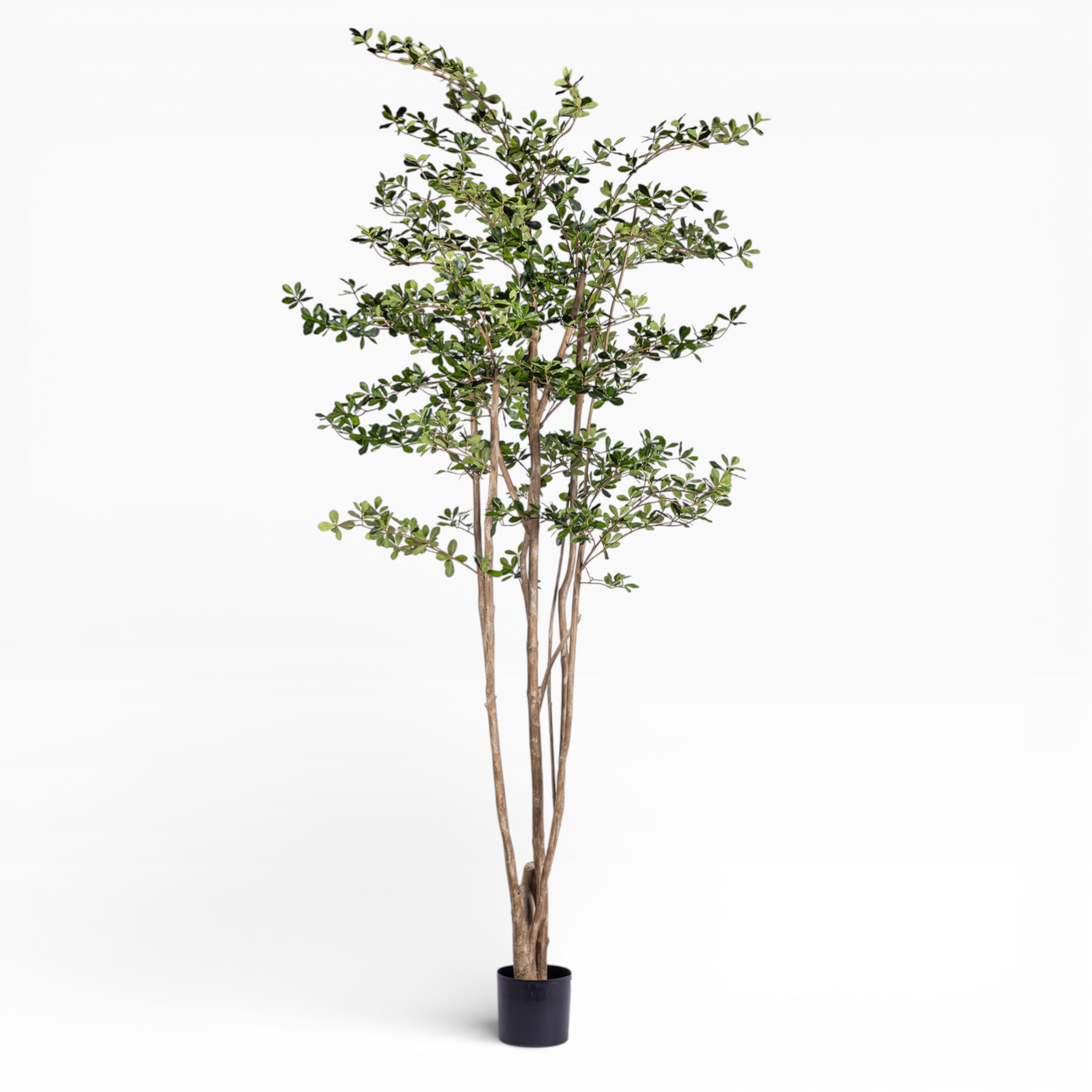 8' Olive Tree FP1411