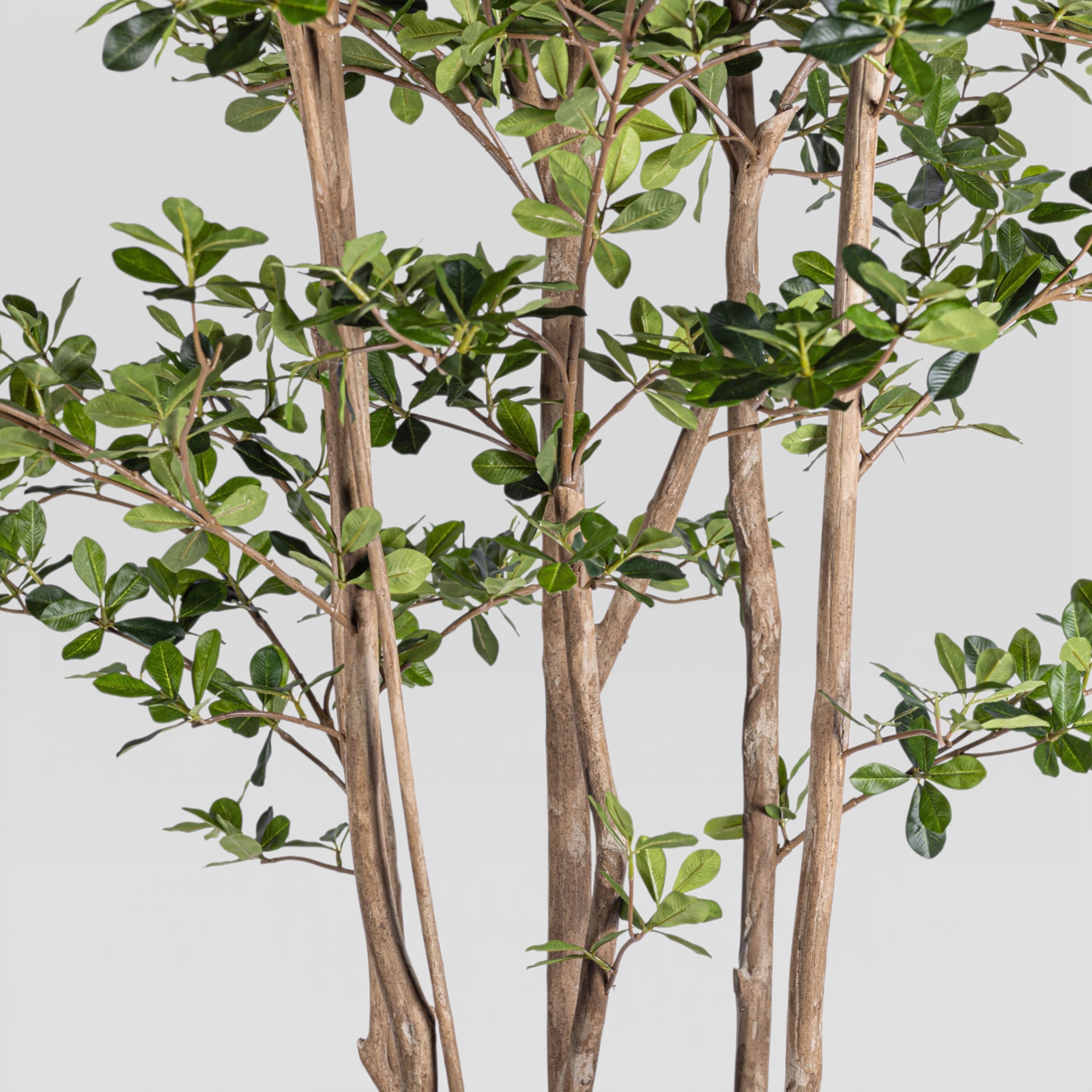 8' Olive Tree FP1411