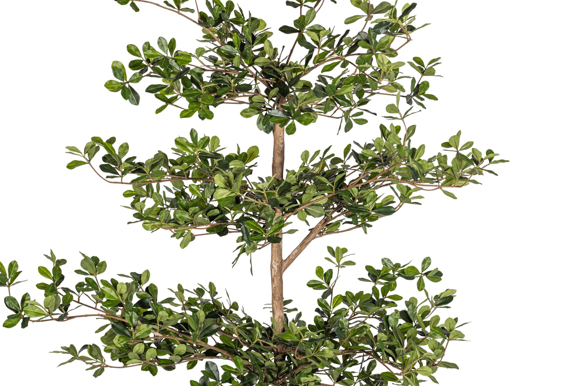 6' Black Olive Tree FP1412