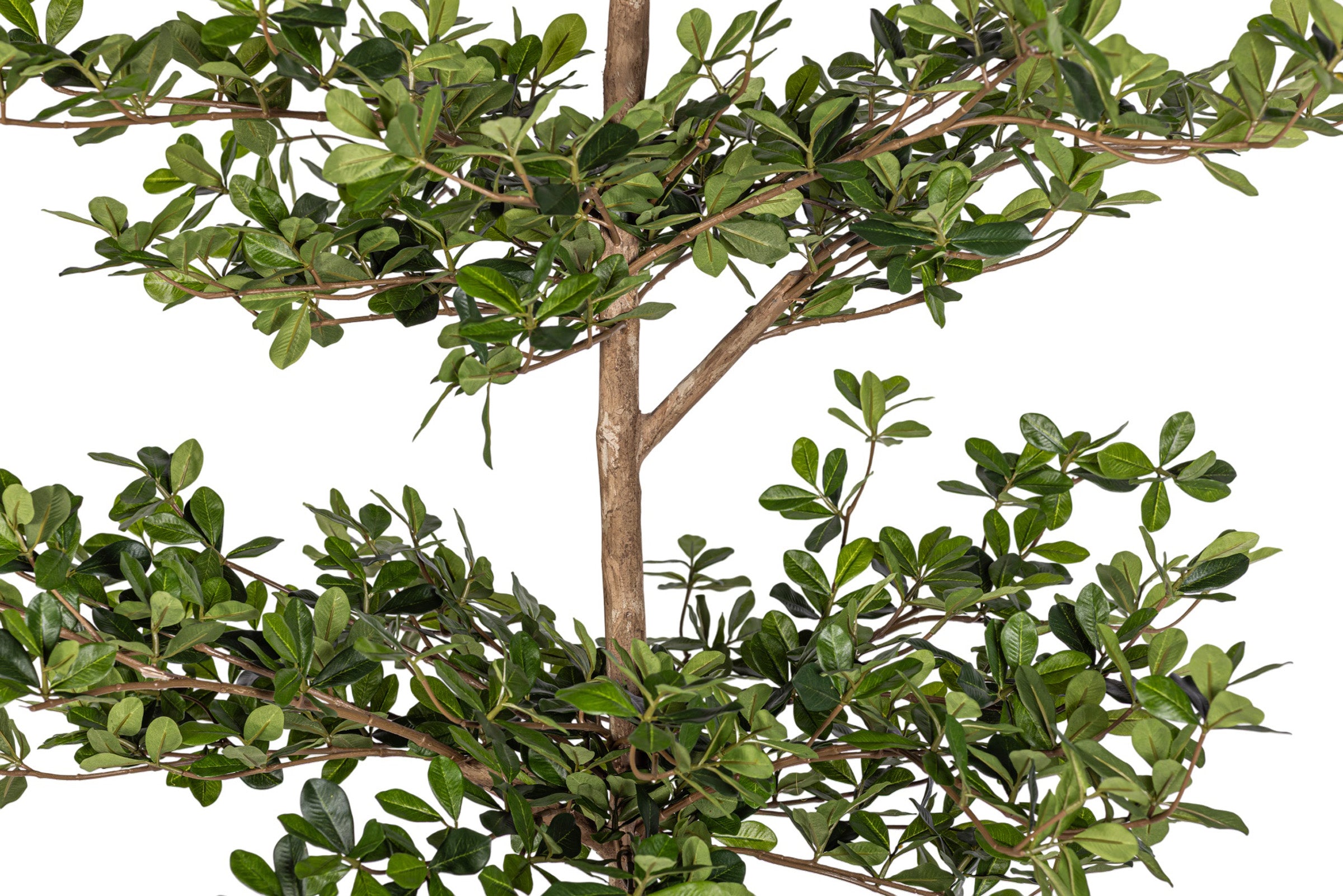 6' Black Olive Tree FP1412