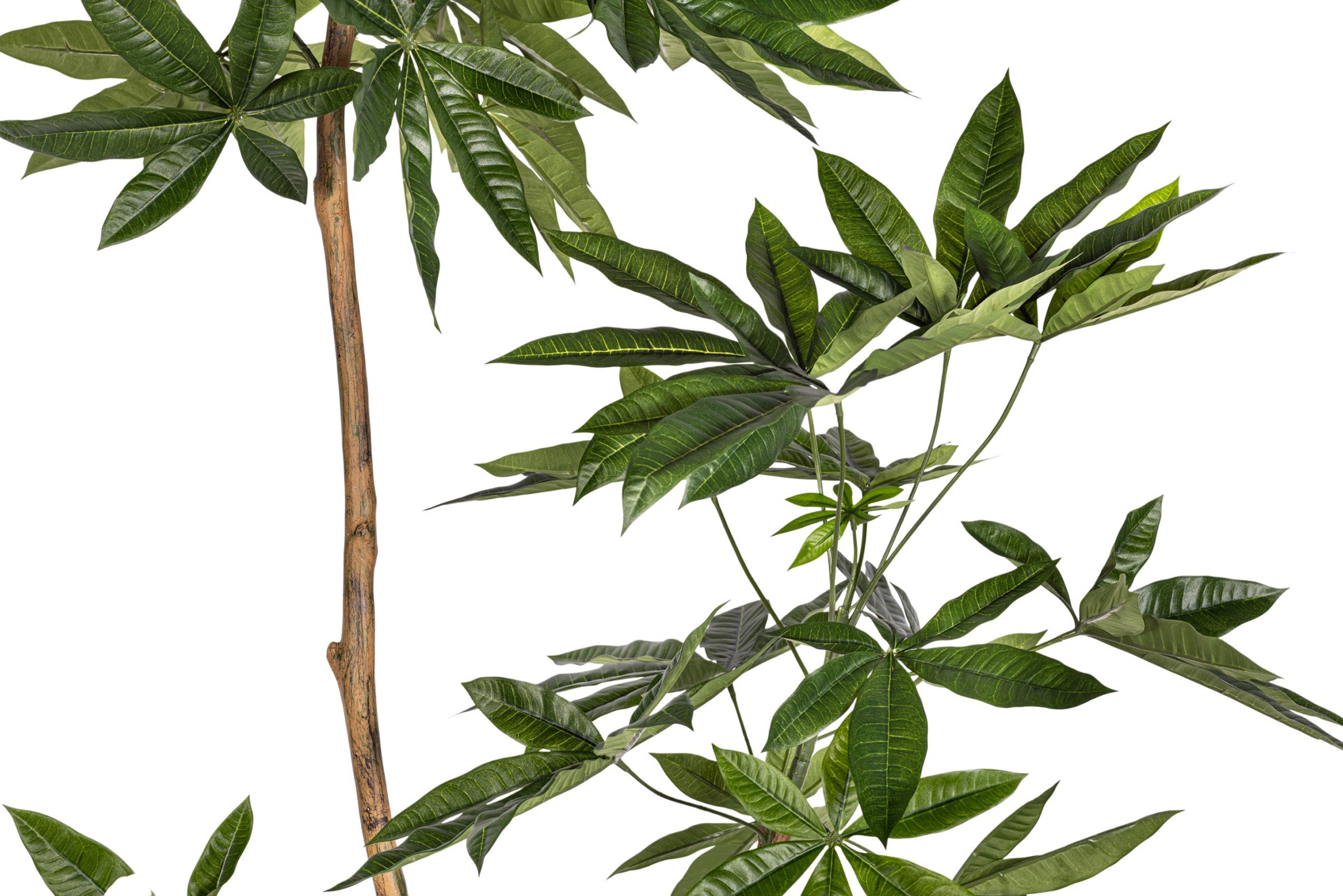 6' Money Tree FP1413