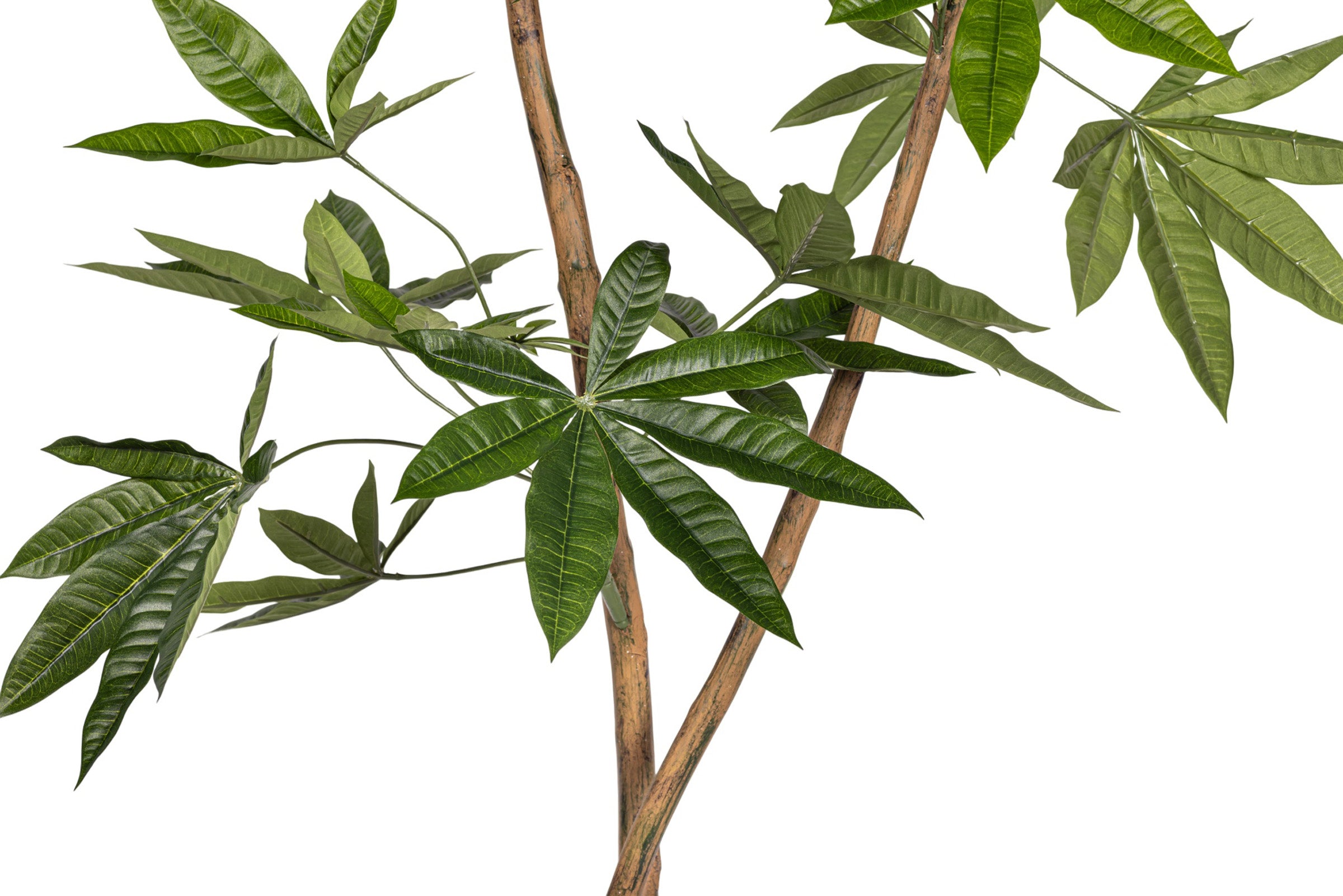 6' Money Tree FP1413