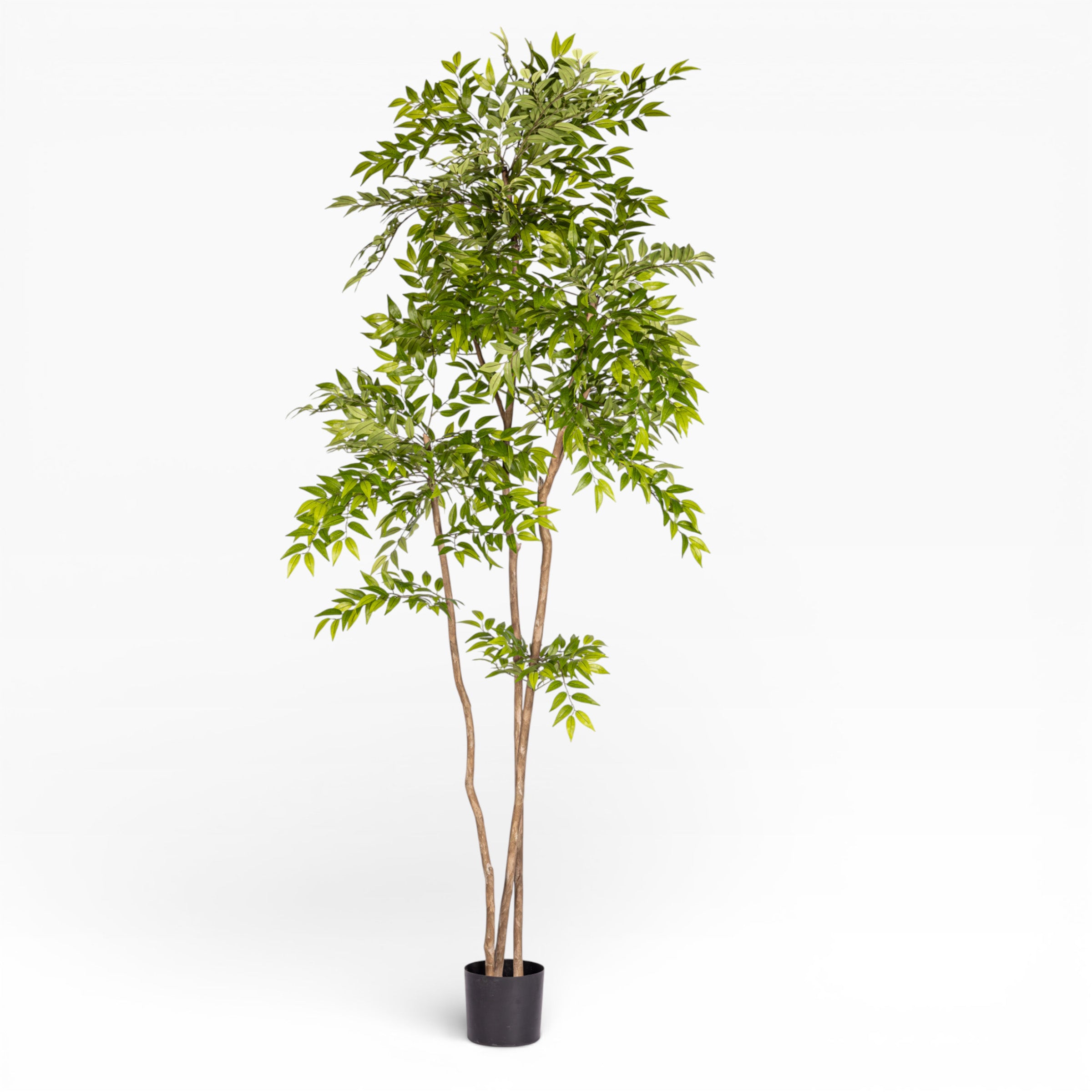 8' French Ficus Tree FP1414