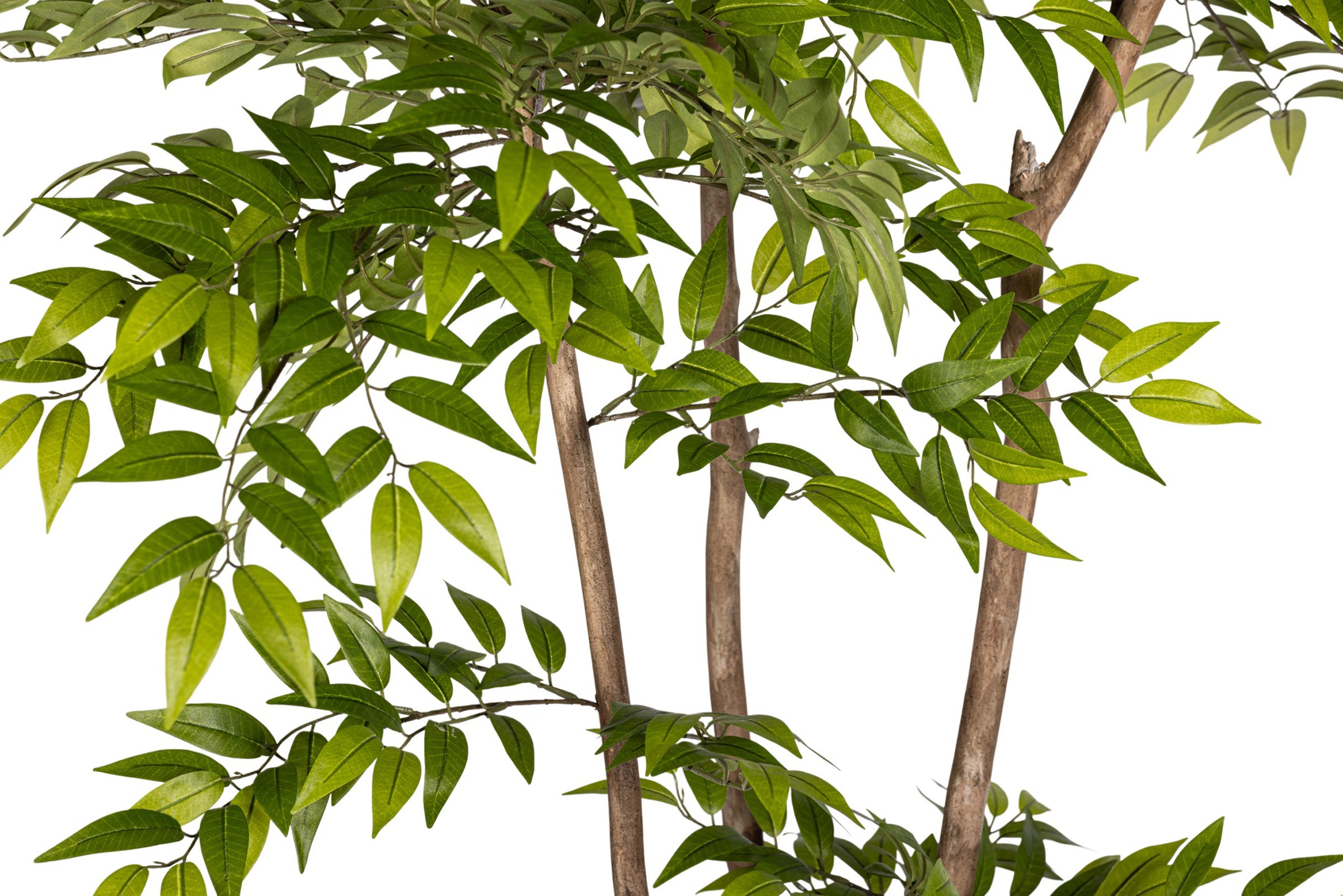 8' French Ficus Tree FP1414