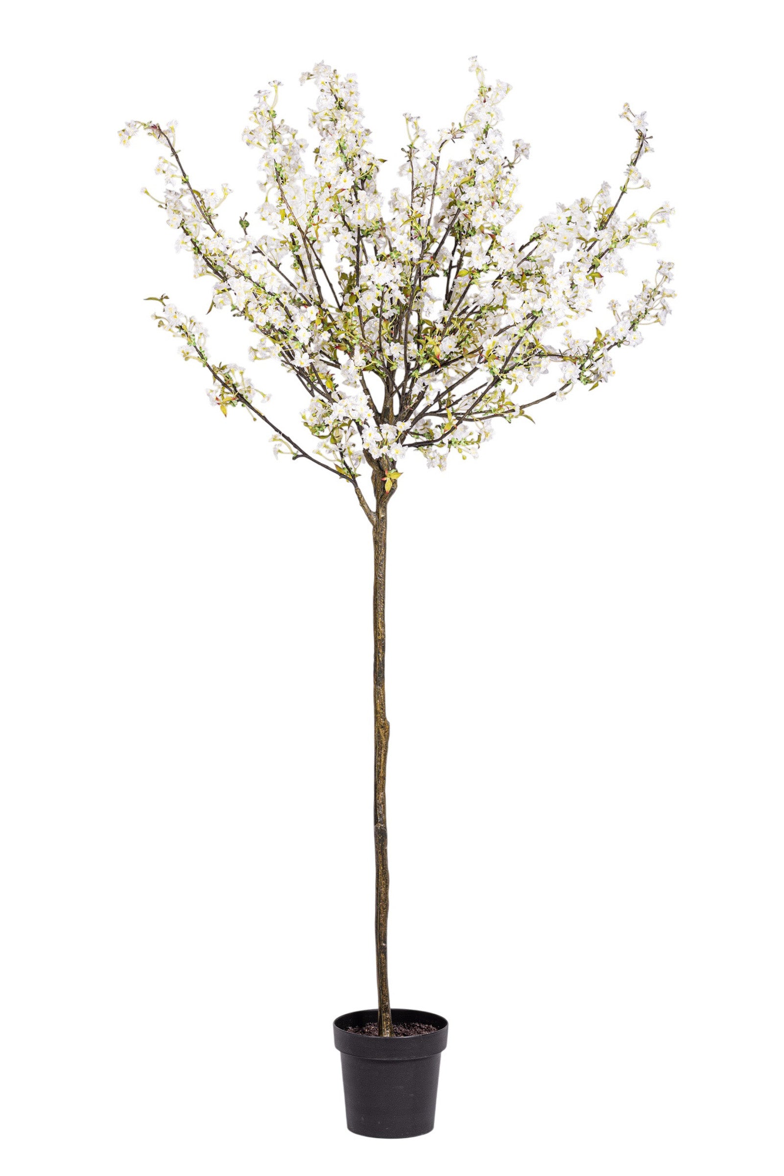 6' White Cherry Blossom Tree FP1415