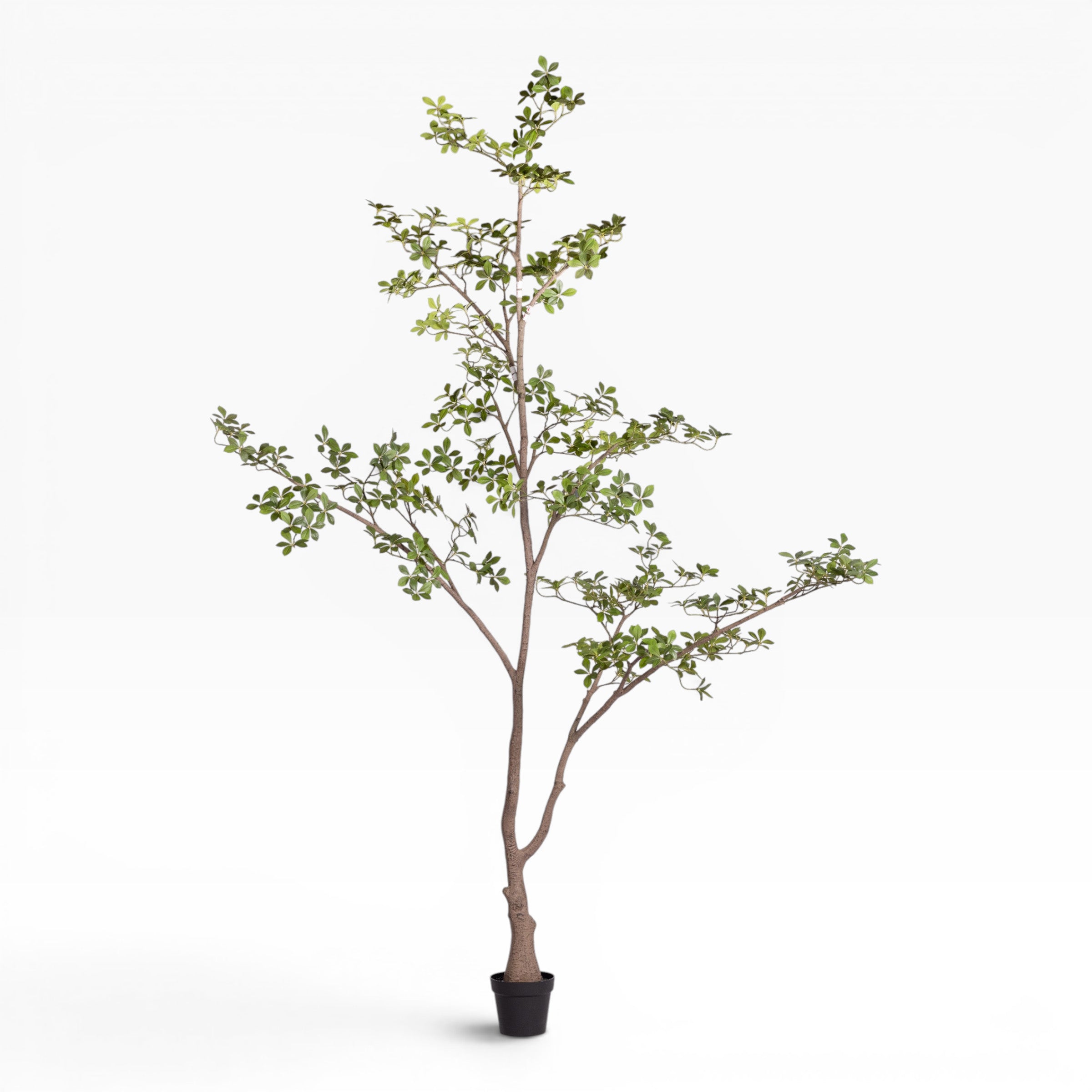 9' Gardenia Tree (flowerless) FP1422