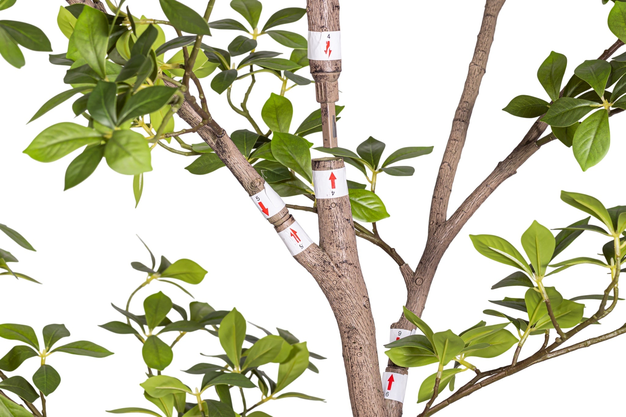 8' Gardenia Tree (flowerless) FP1423