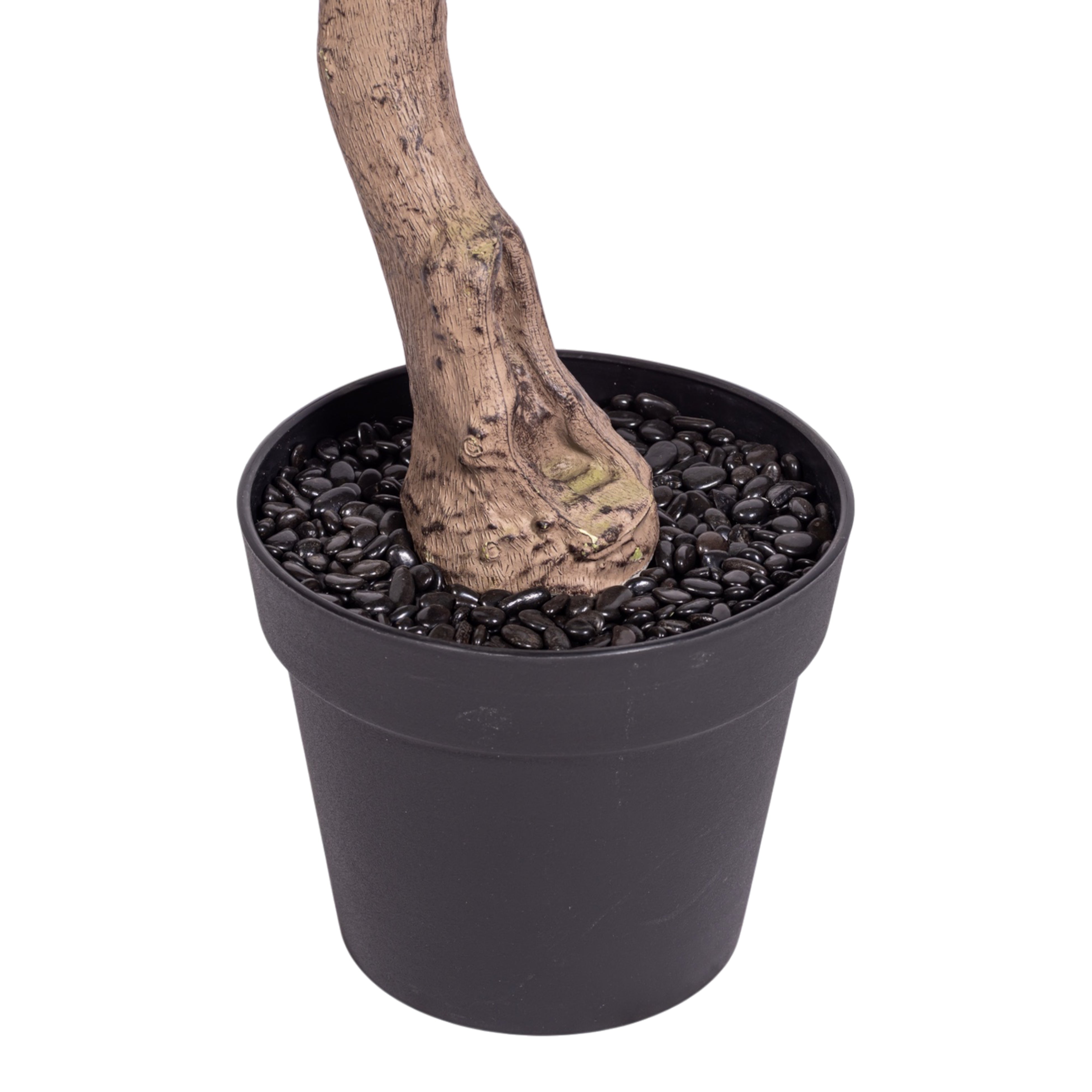 8' Gardenia Tree (flowerless) FP1423