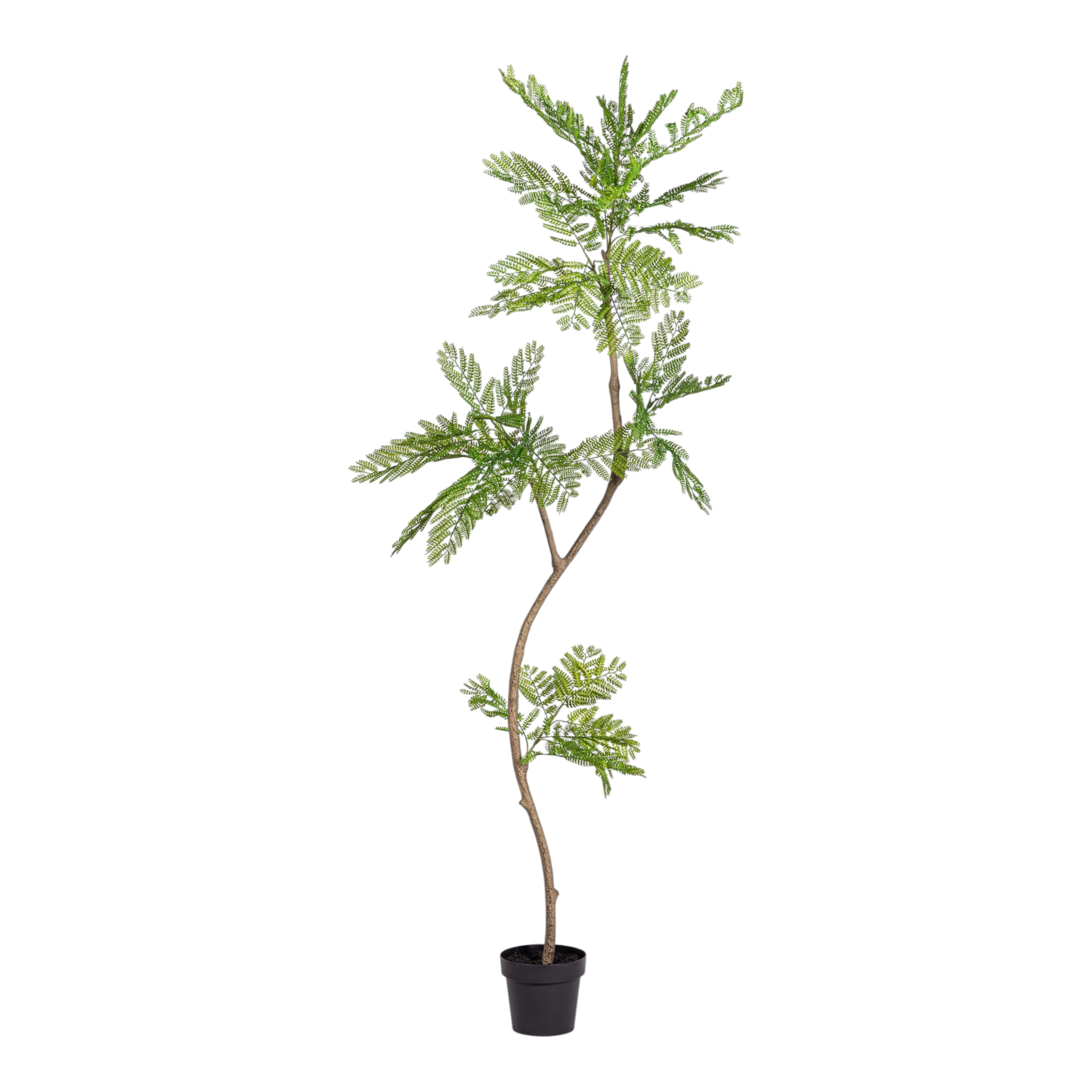 7.5' Mimosa Tree in Black Mack Compote Planter with Spanish Moss