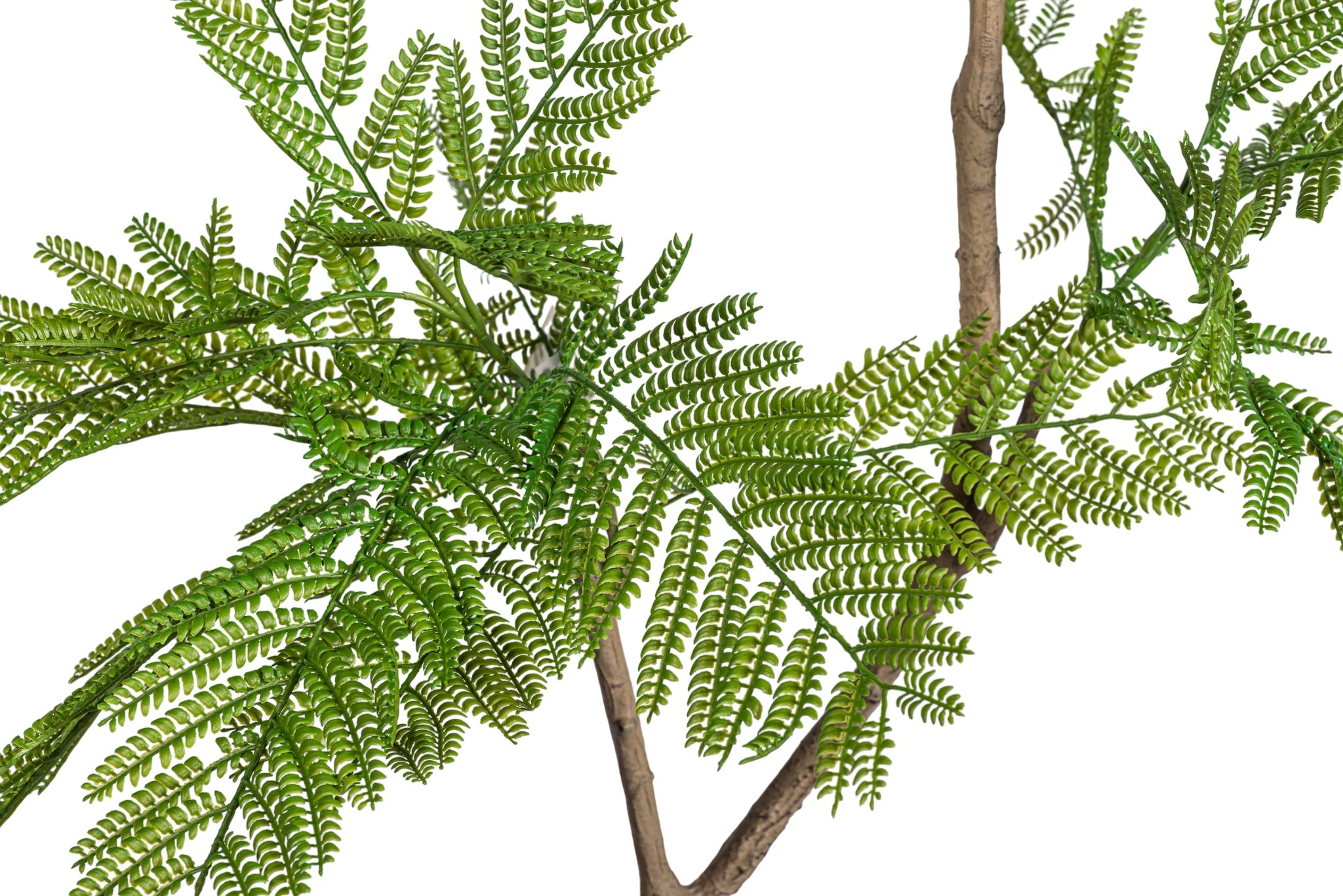 7' Jacaranda Tree FP1425