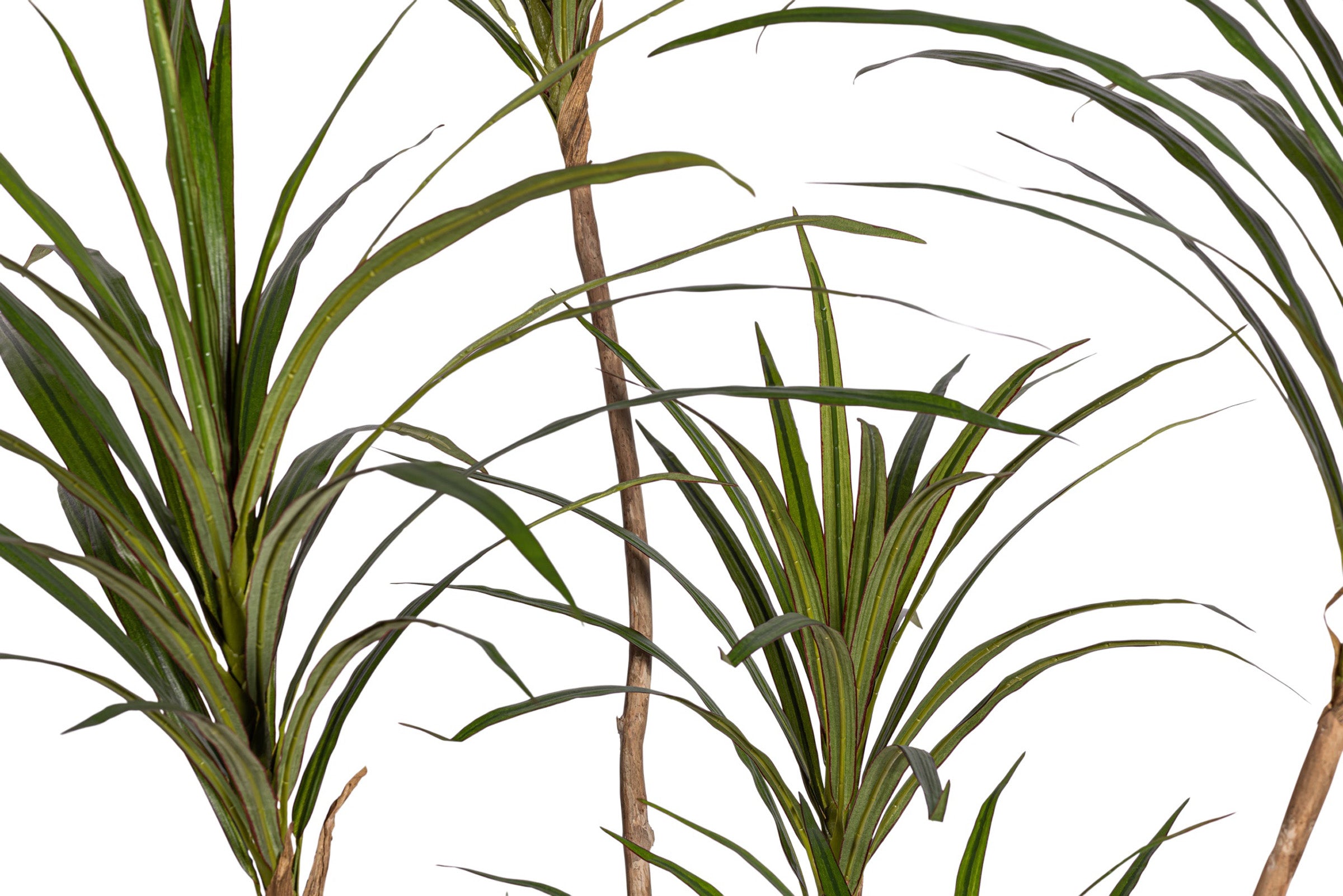 6.5' Dracaena Magenta FP1430