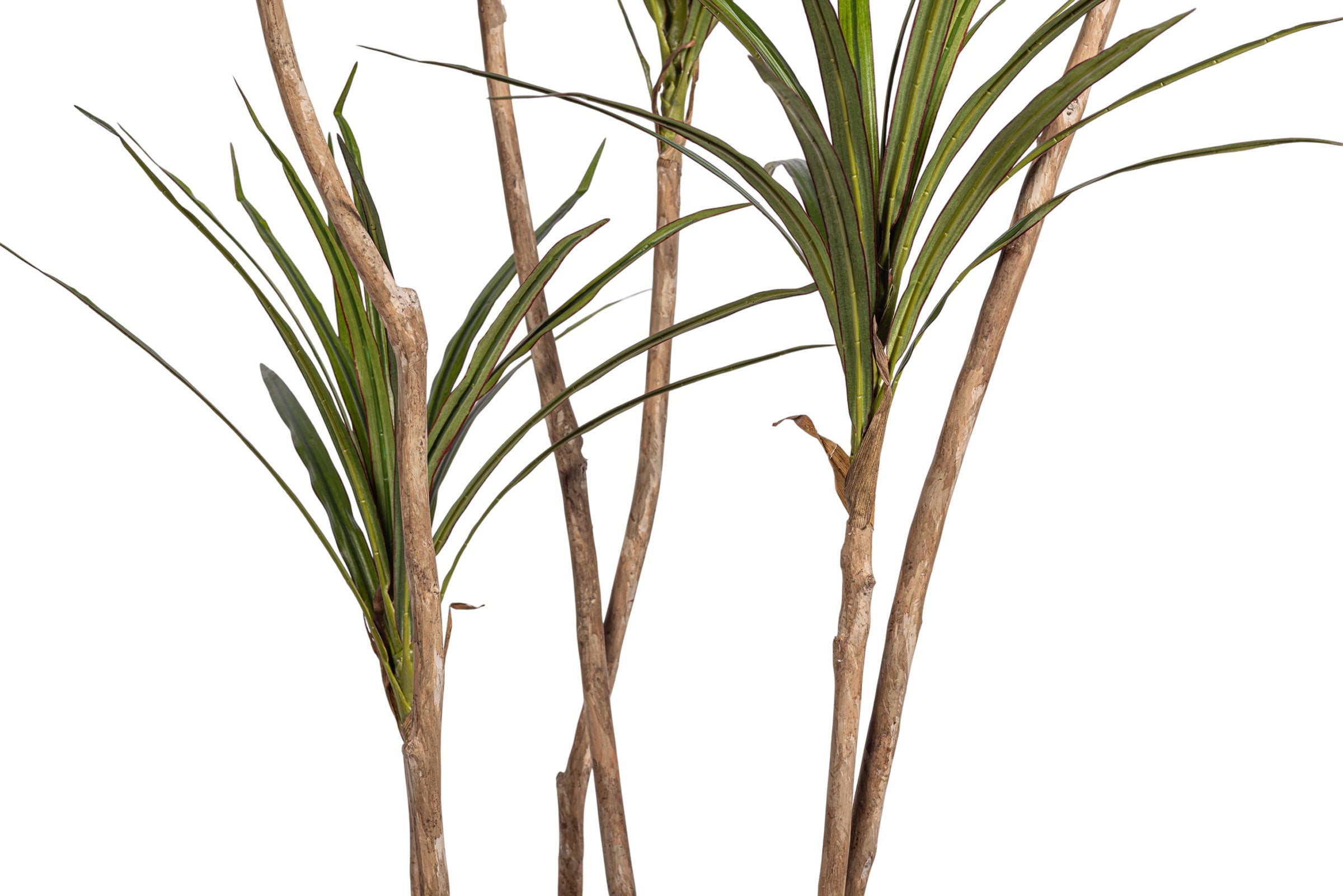 6.5' Dracaena Magenta FP1430