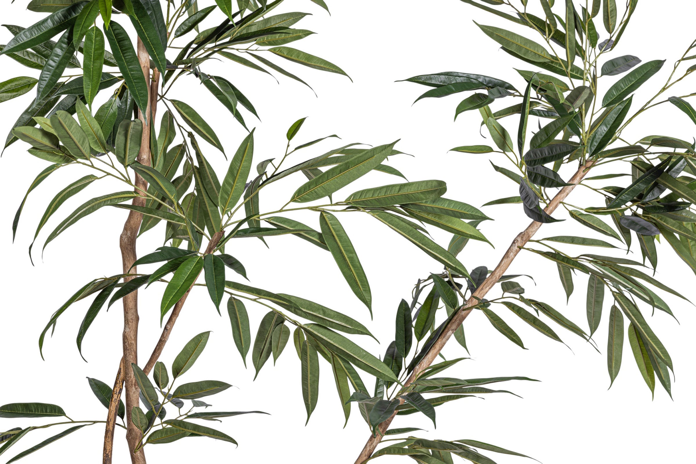 8.5' Ficus Alii Tree FP1431