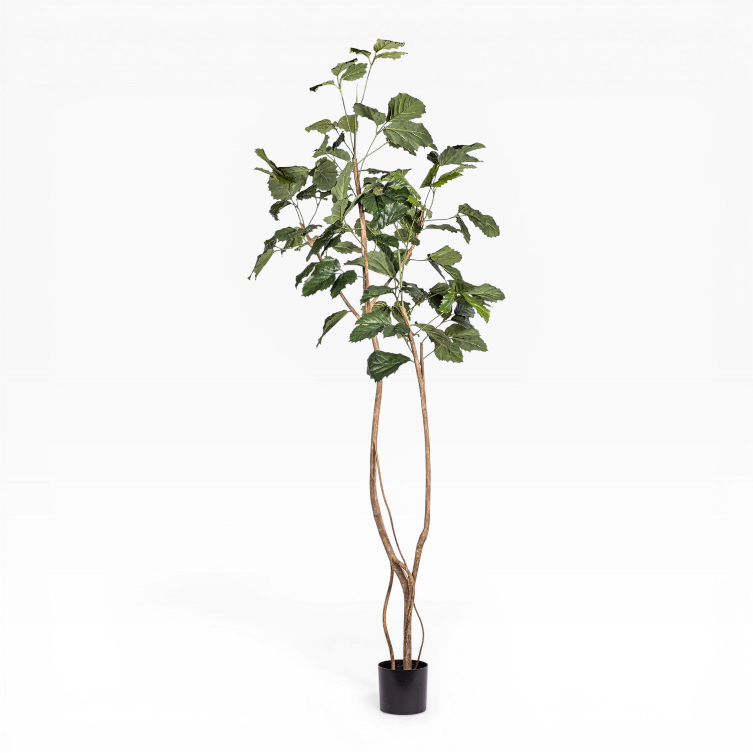 7' Royal Longifolia Tree FP1432