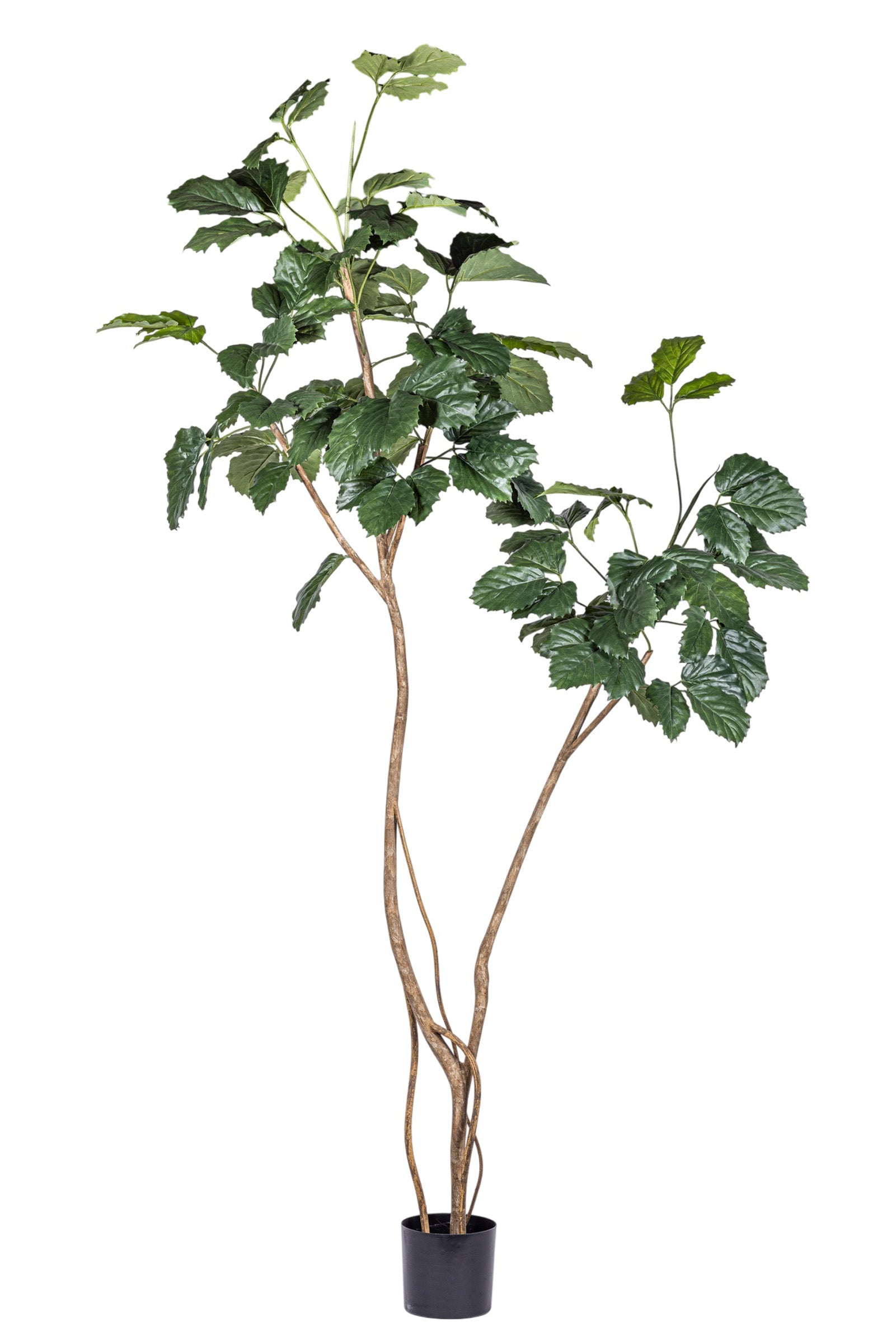9' Royal Longifolia Tree FP1432