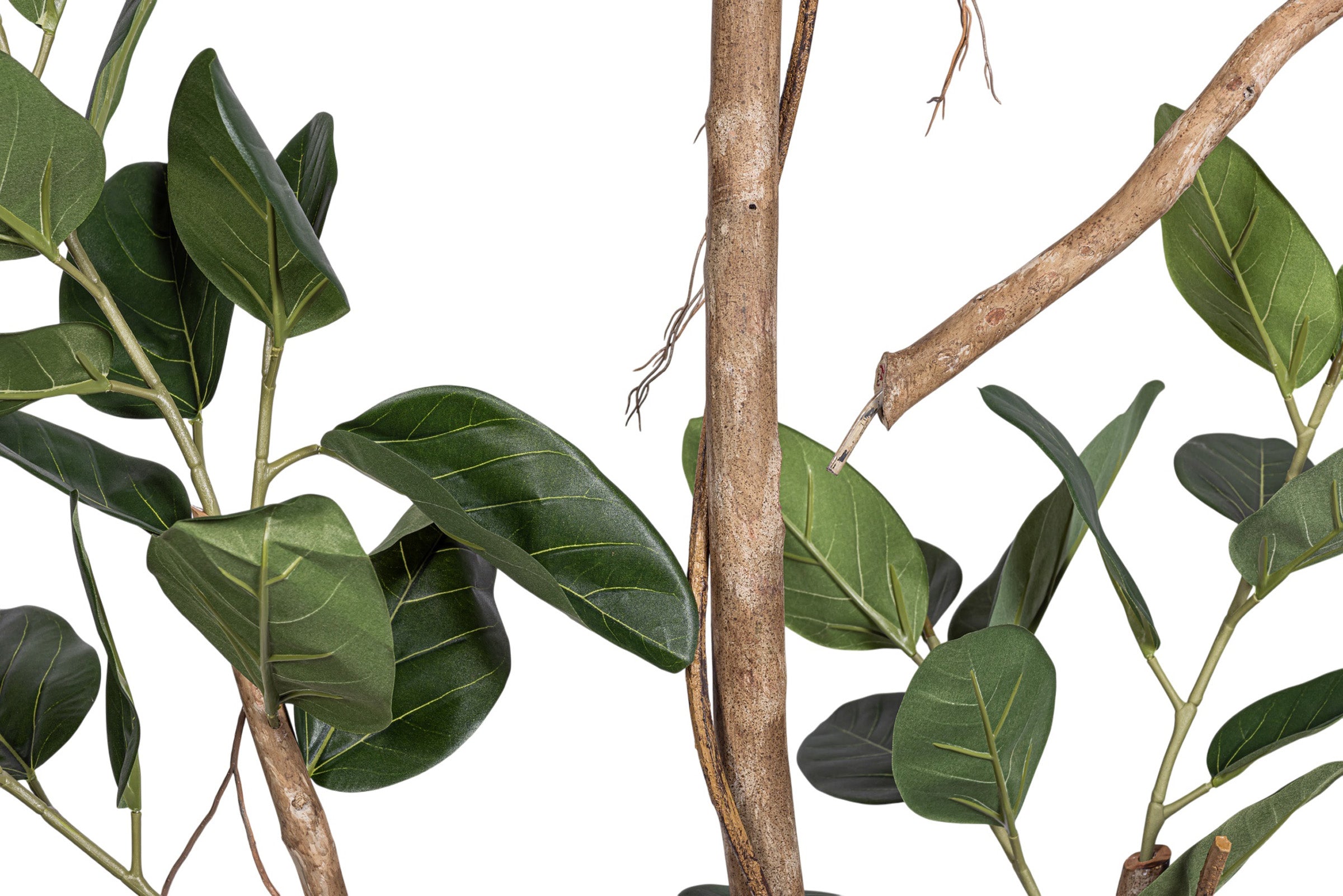9' Audrey Ficus Tree FP1433