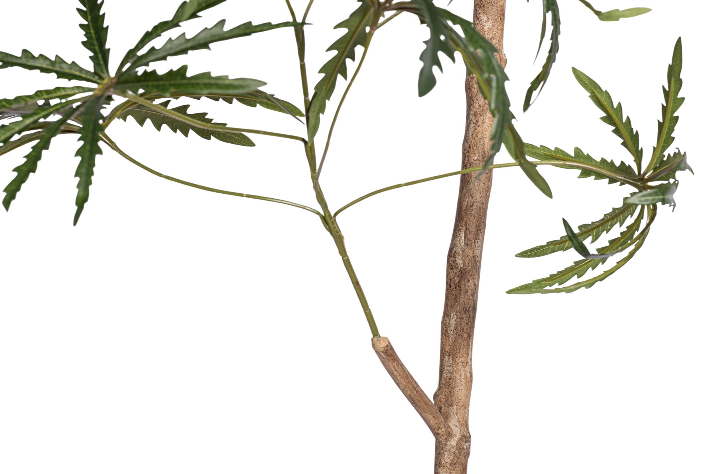 10' False Aralia Tree FP1434
