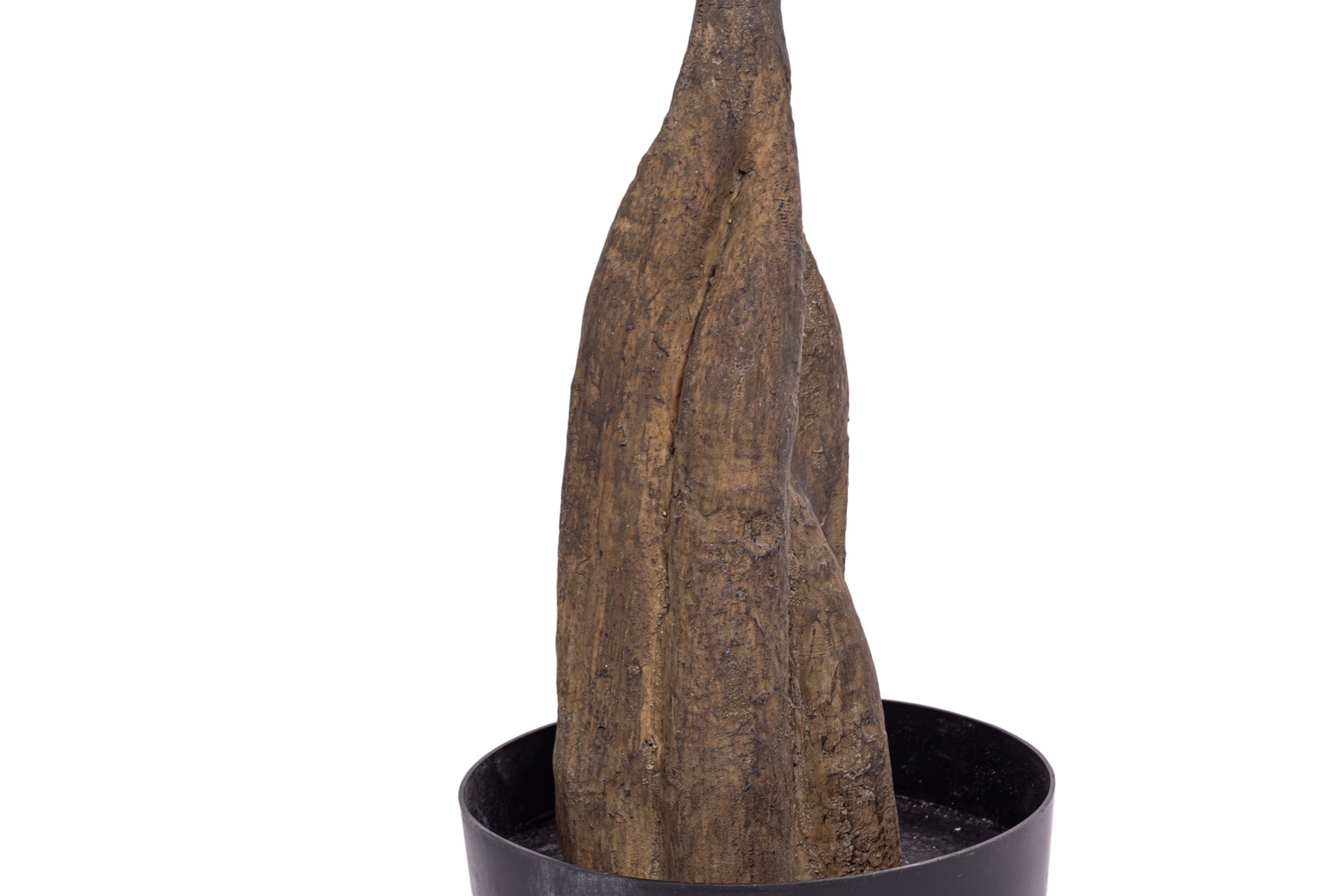 10' False Aralia Tree FP1434