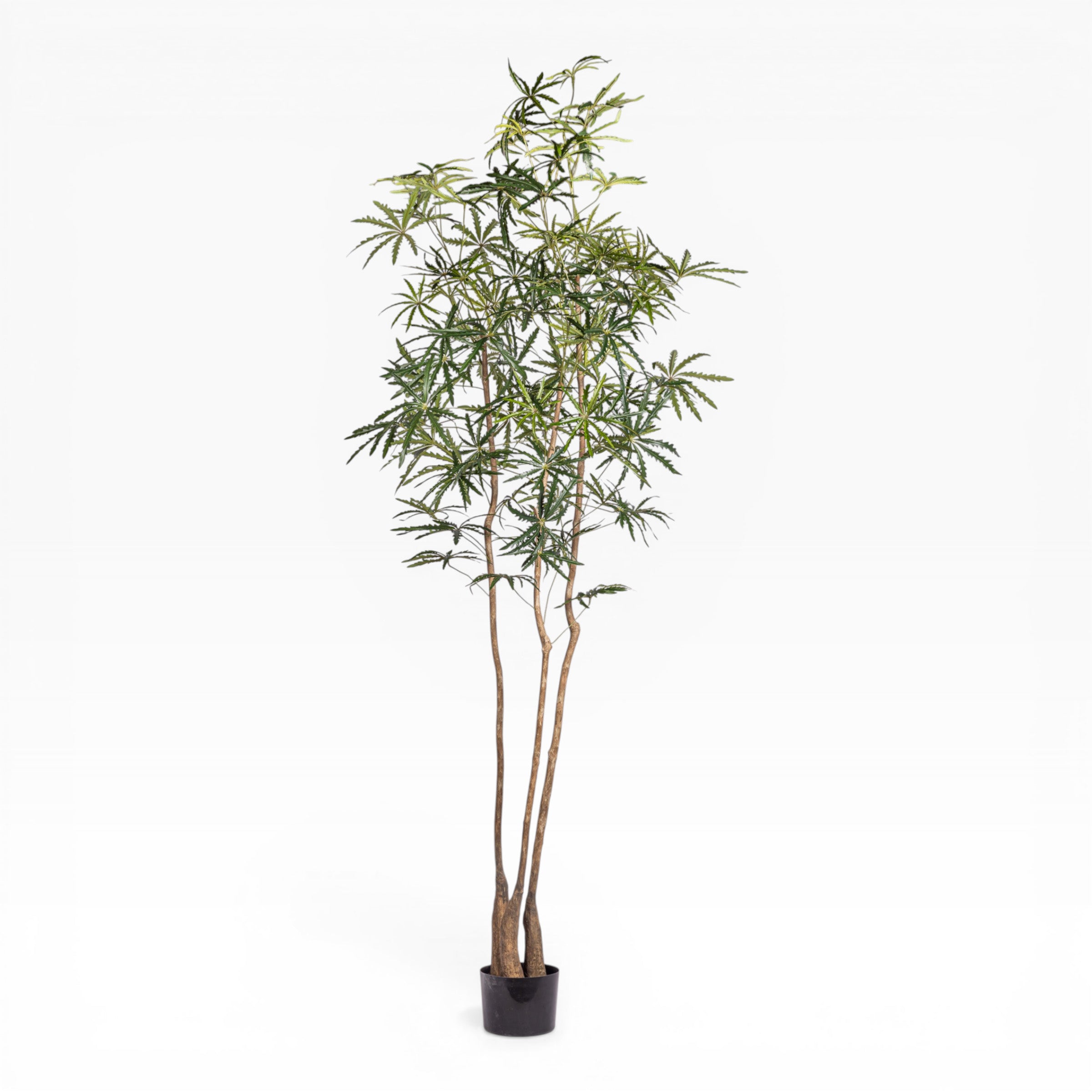 10' False Aria in Large Argos Planter with Moss