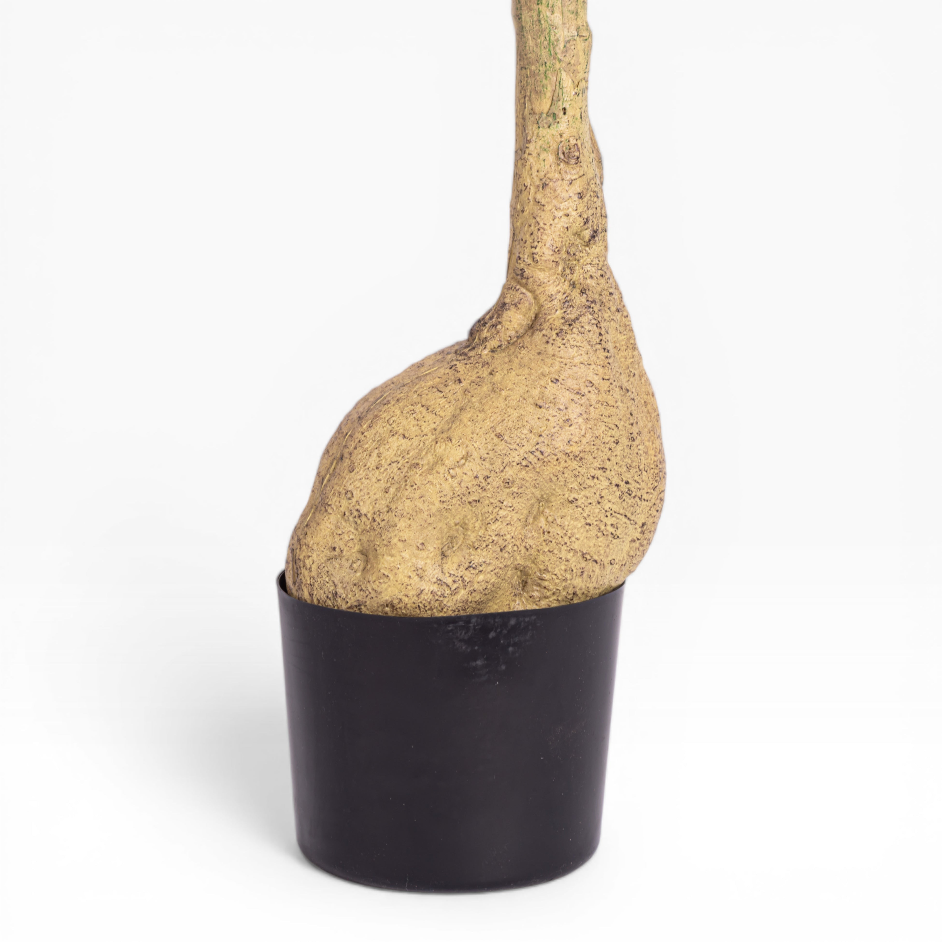 7' Queensland Bottle Tree FP1436