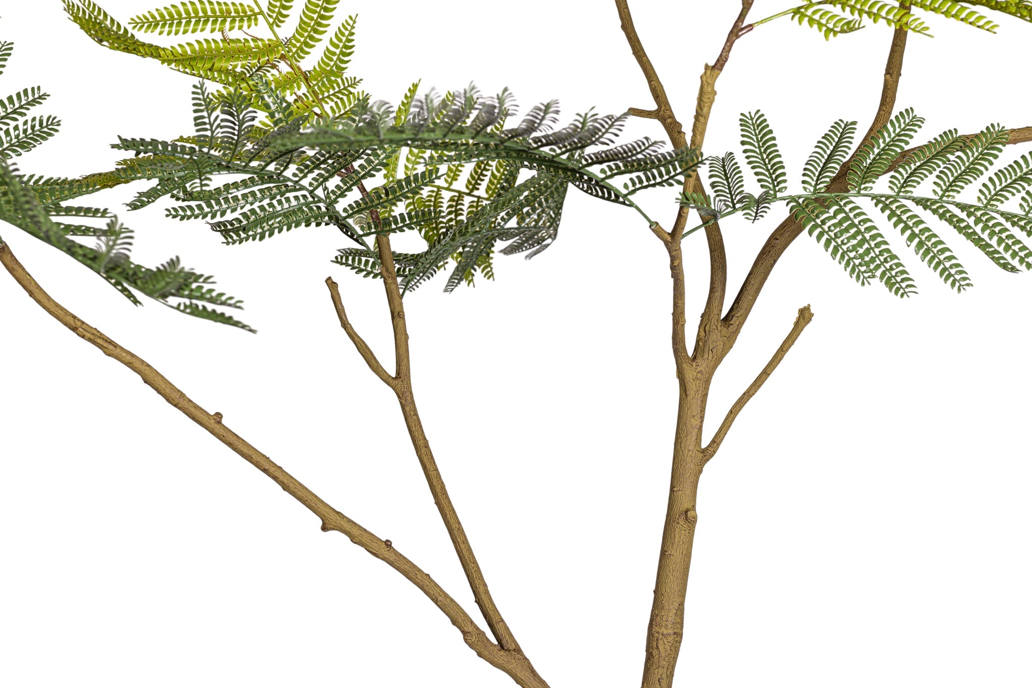 8' Jacaranda Tree FP1438