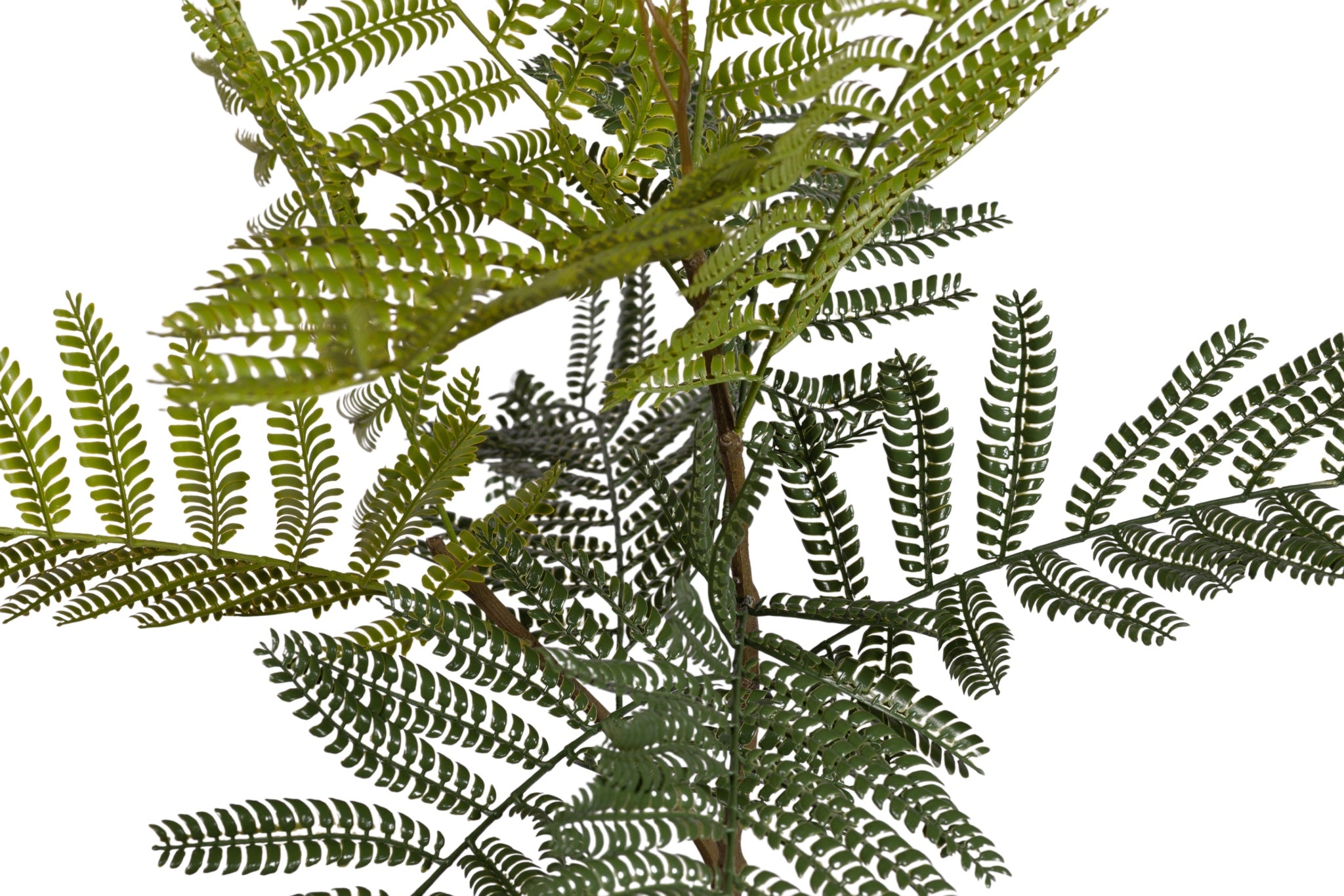 7.5' Jacaranda FP1439