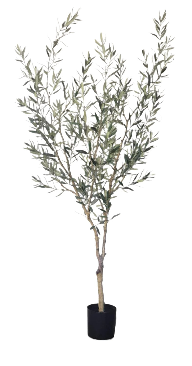 6' Fruitless Olive Tree-No Olives FP1442