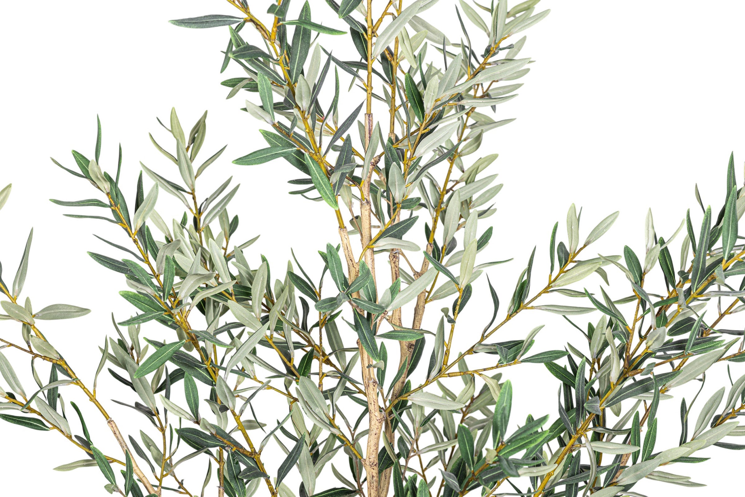 6' Fruitless Olive Tree-No Olives FP1442