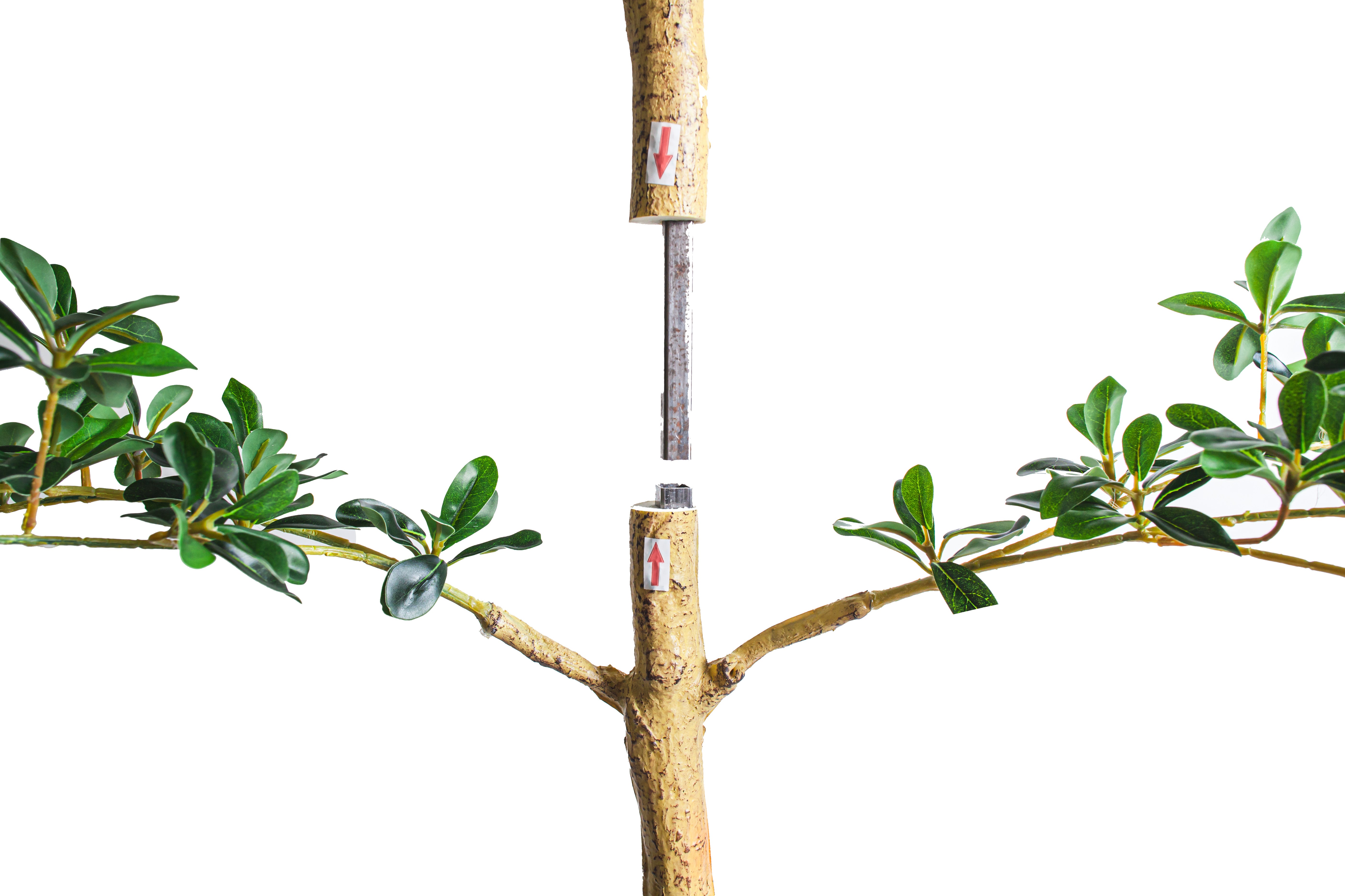 6' Shady Lady Black Olive Tree   FP1445