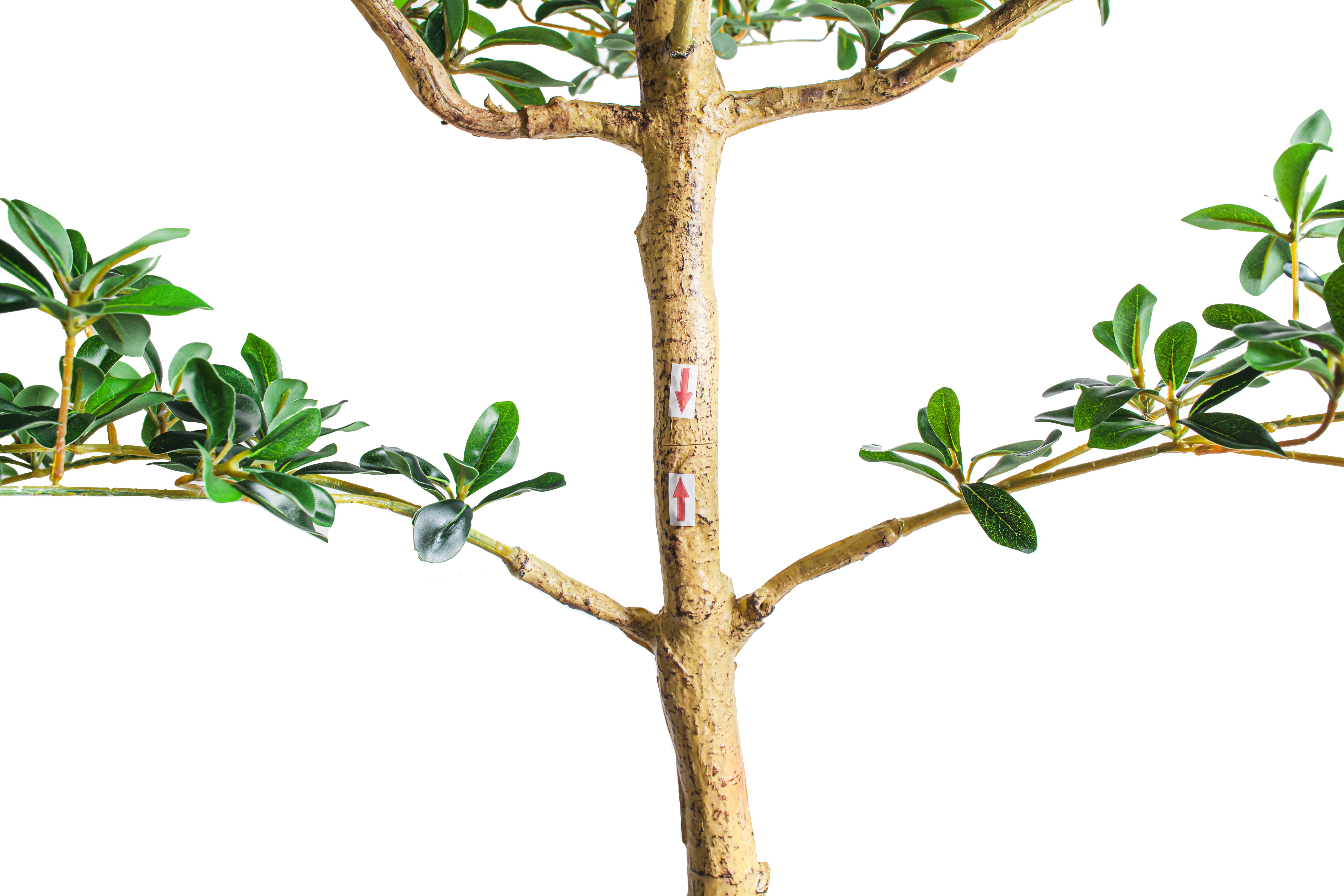 7' Shady Lady Black Olive Tree   FP1446