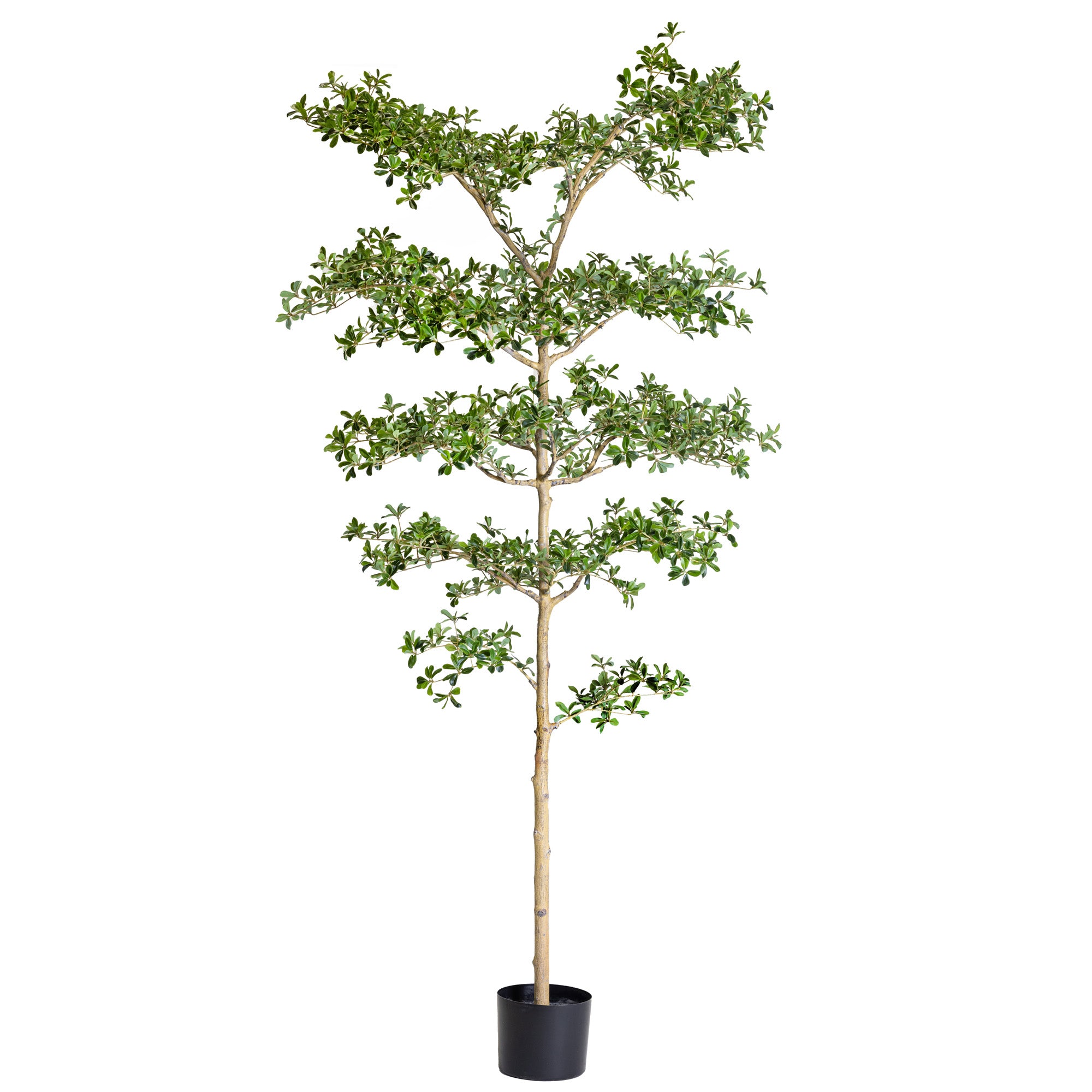 6' Shady Lady Black Olive Tree   FP1445