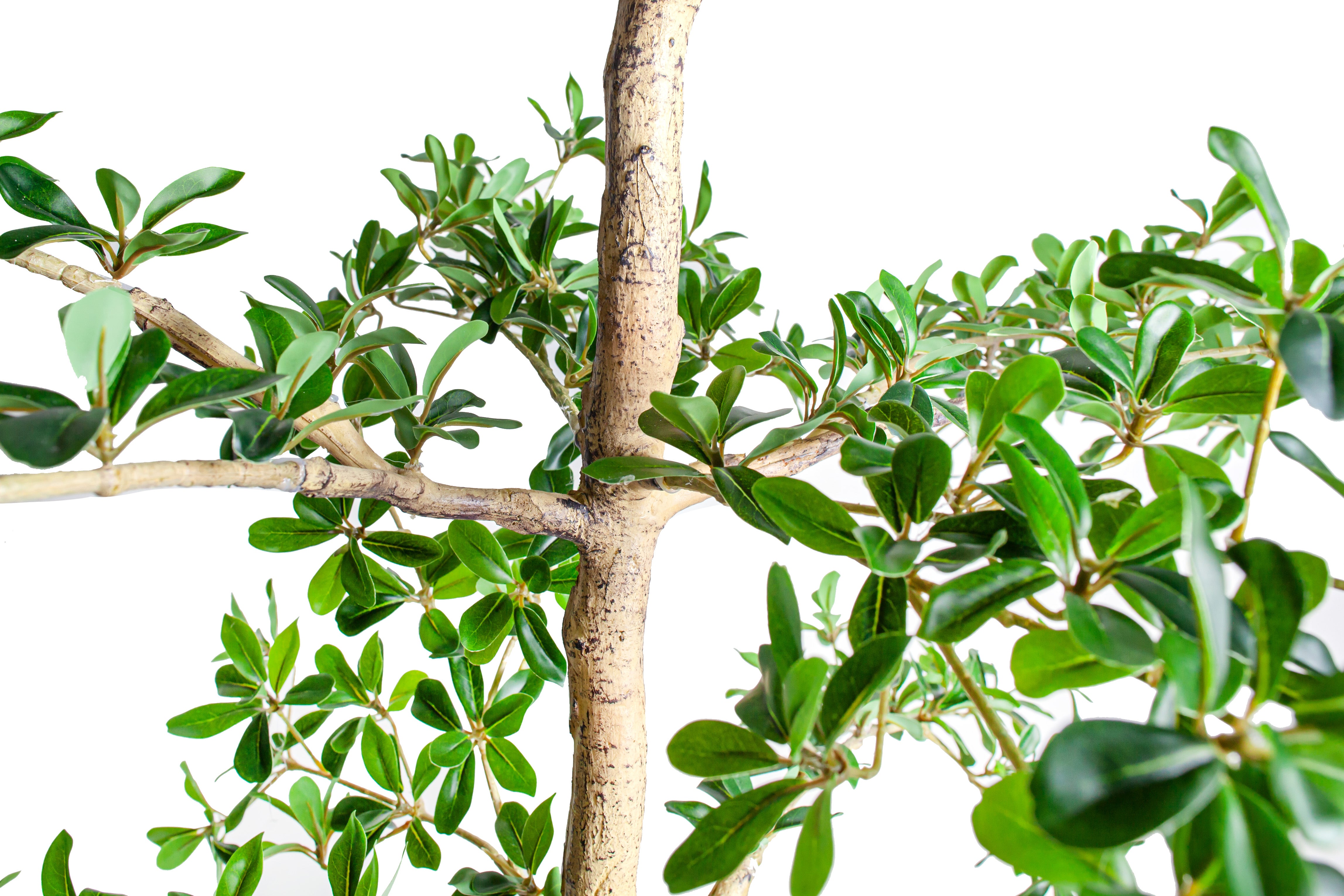 6' Shady Lady Black Olive Tree   FP1445