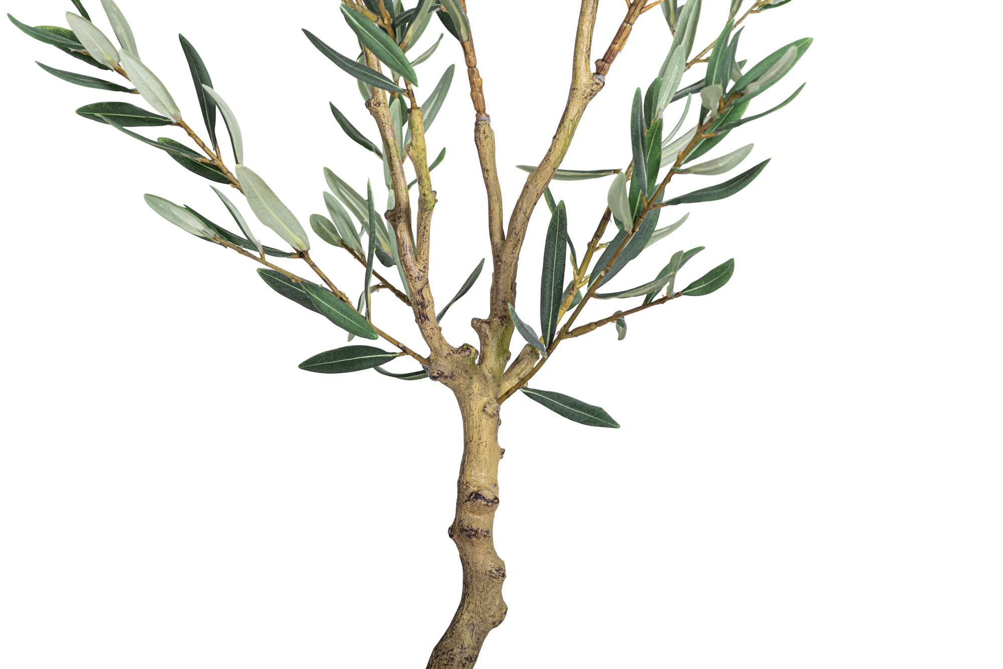 4' Olive Tree FP1454