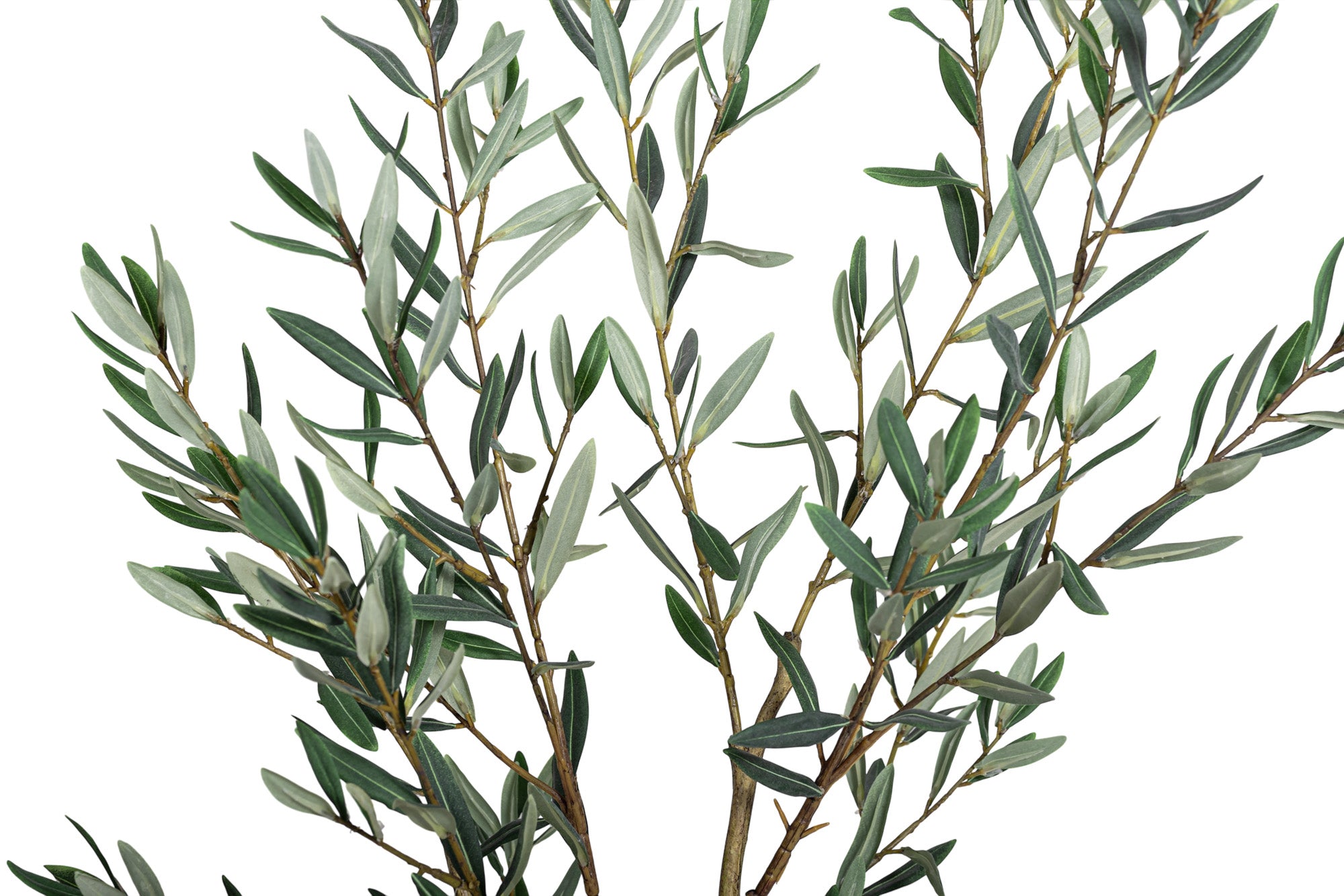 4' Olive Tree FP1454