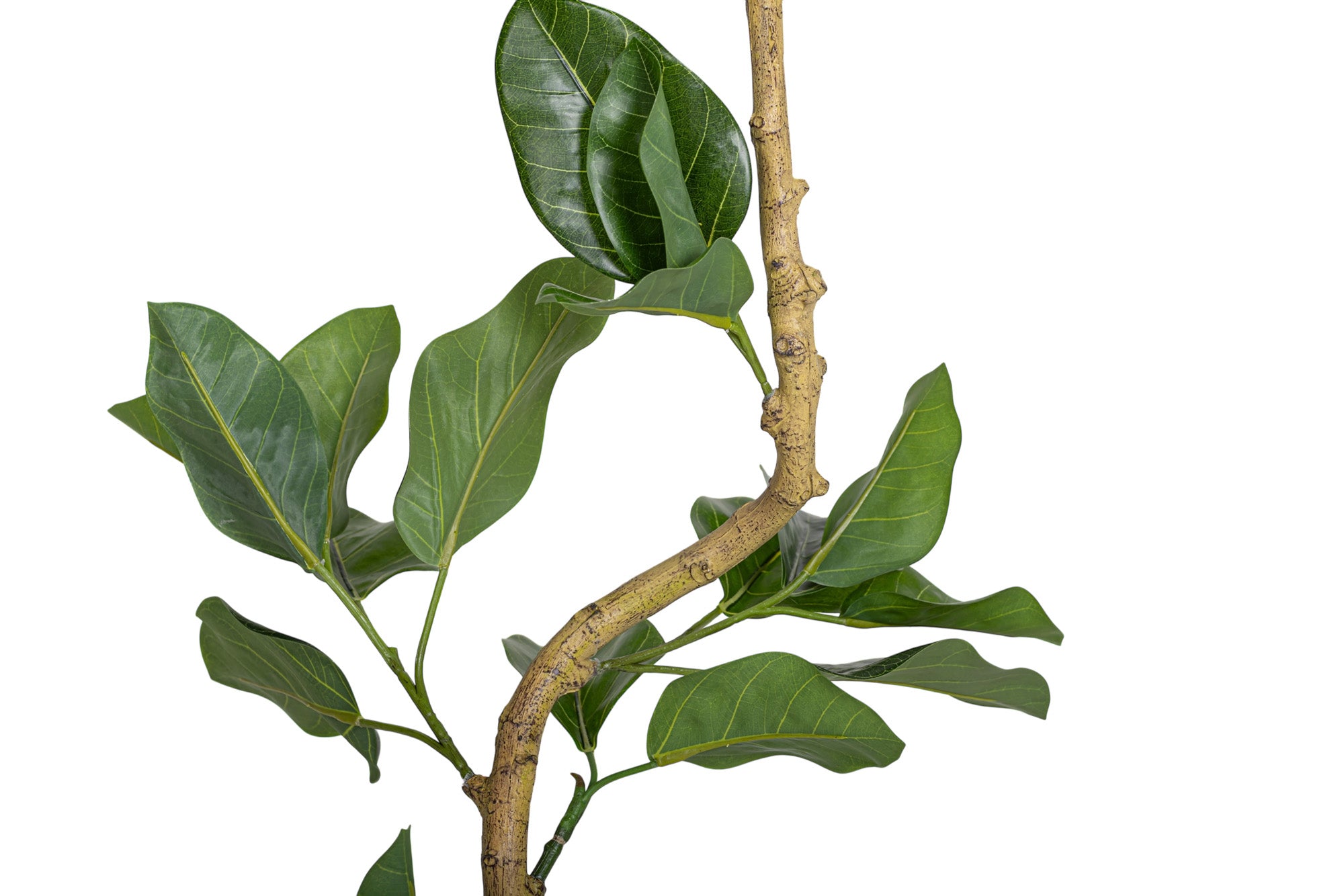 4' Audrey Ficus FP1455