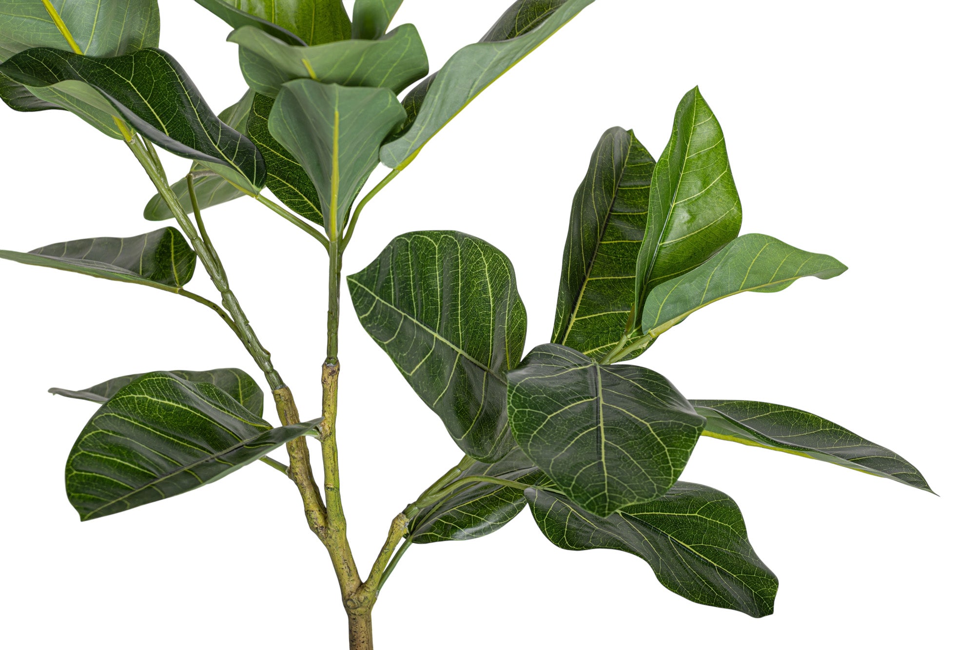 4' Audrey Ficus FP1455