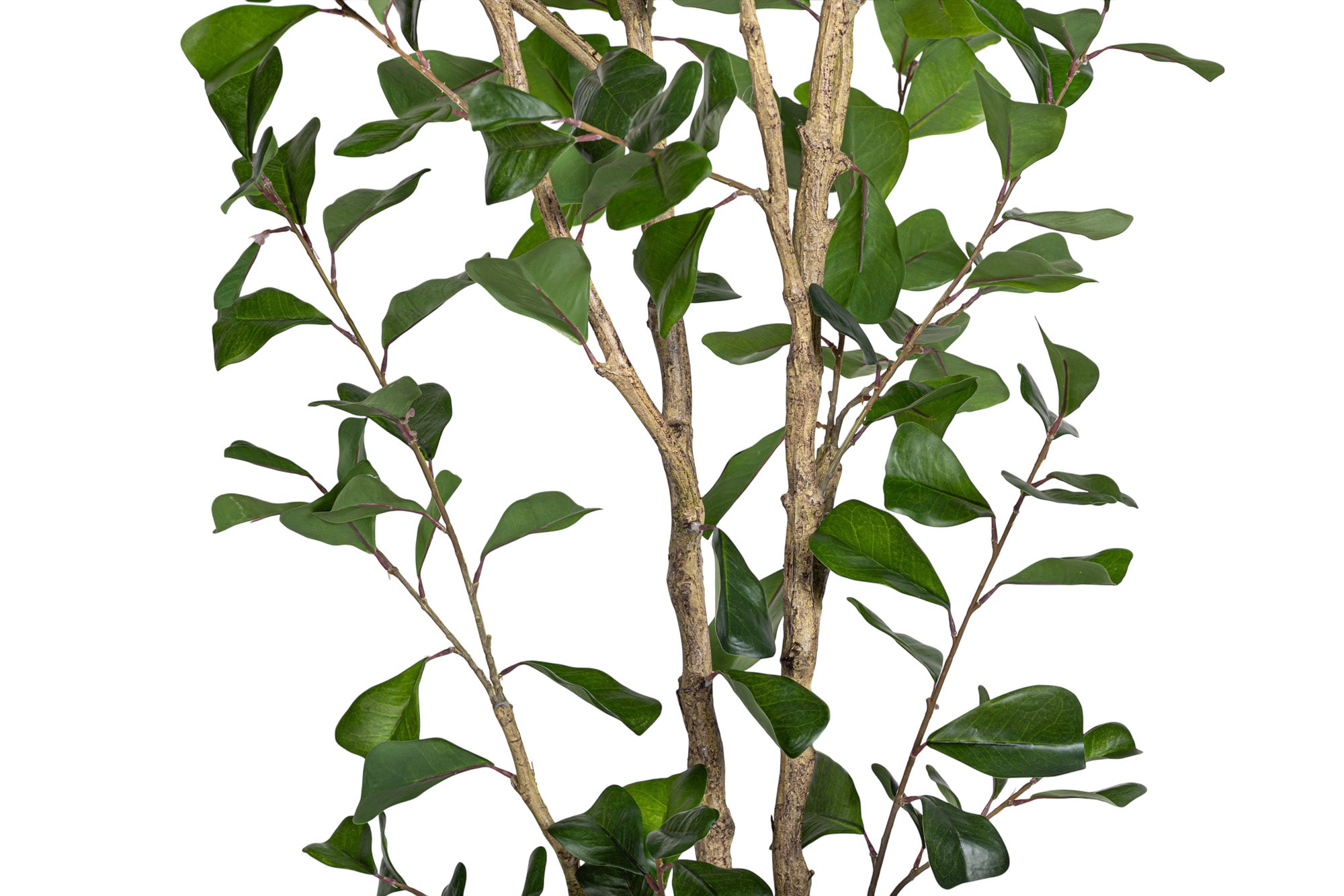 6' Triangle Ficus FP1456