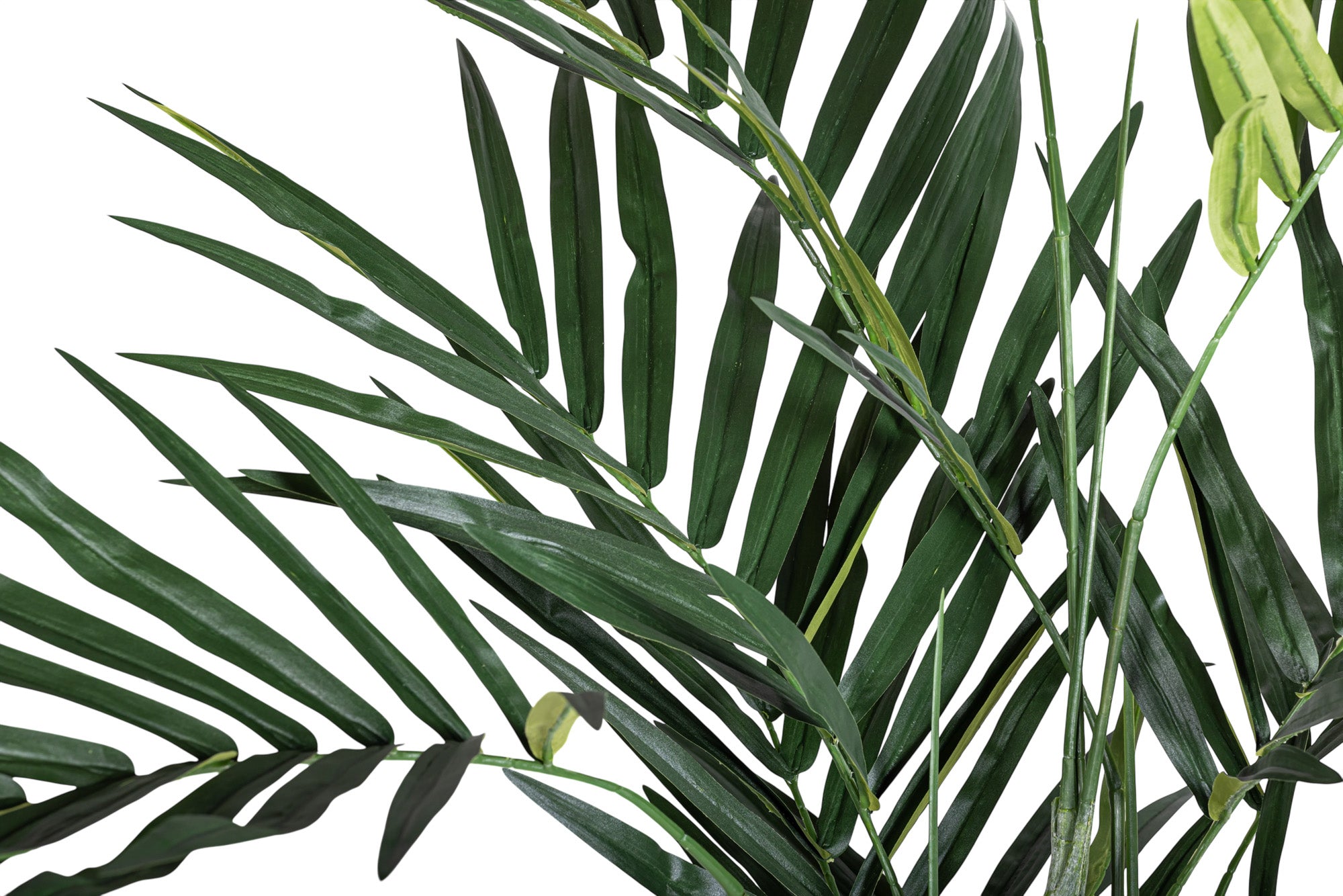 7' Kentia Palm - UV Treated FP1458UV