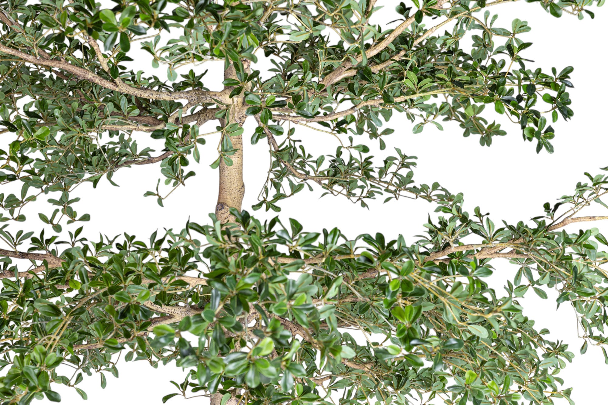 13' Shady Lady FP1465