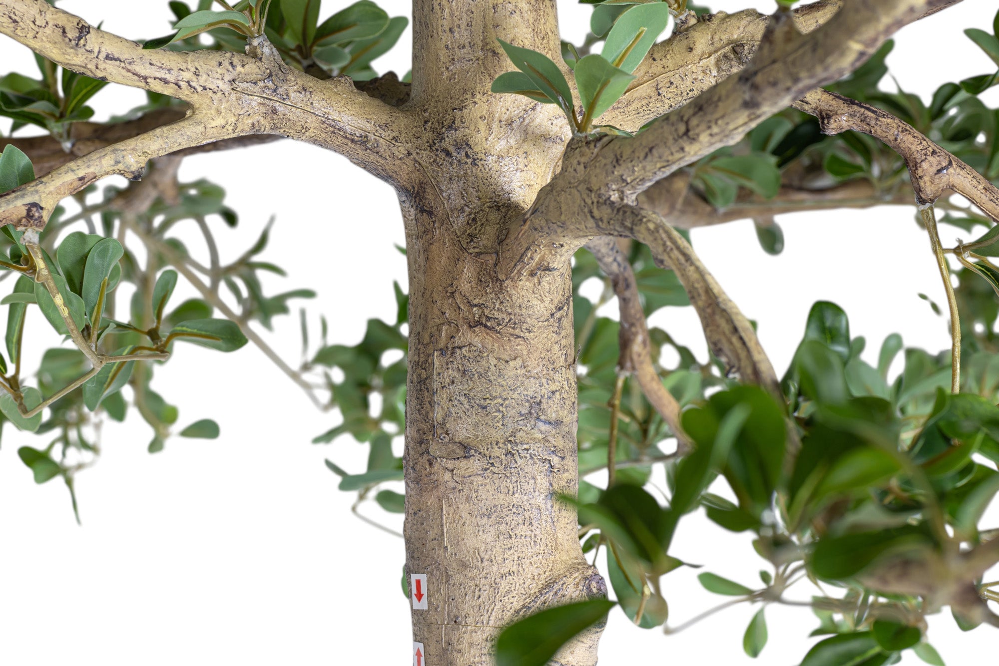 13' Shady Lady FP1465