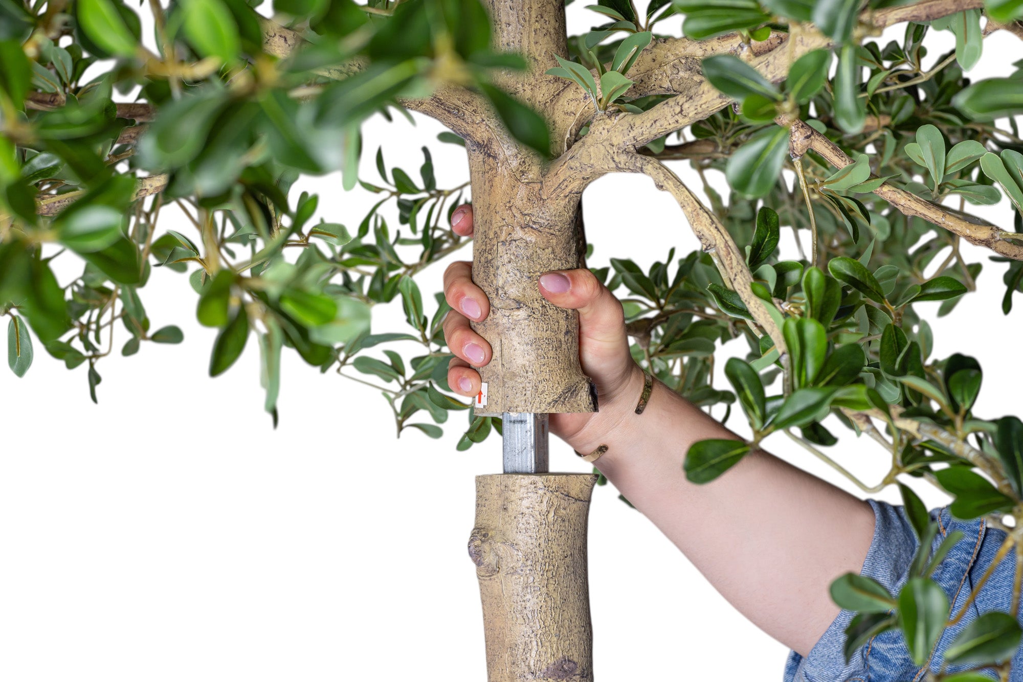 13' Shady Lady FP1465