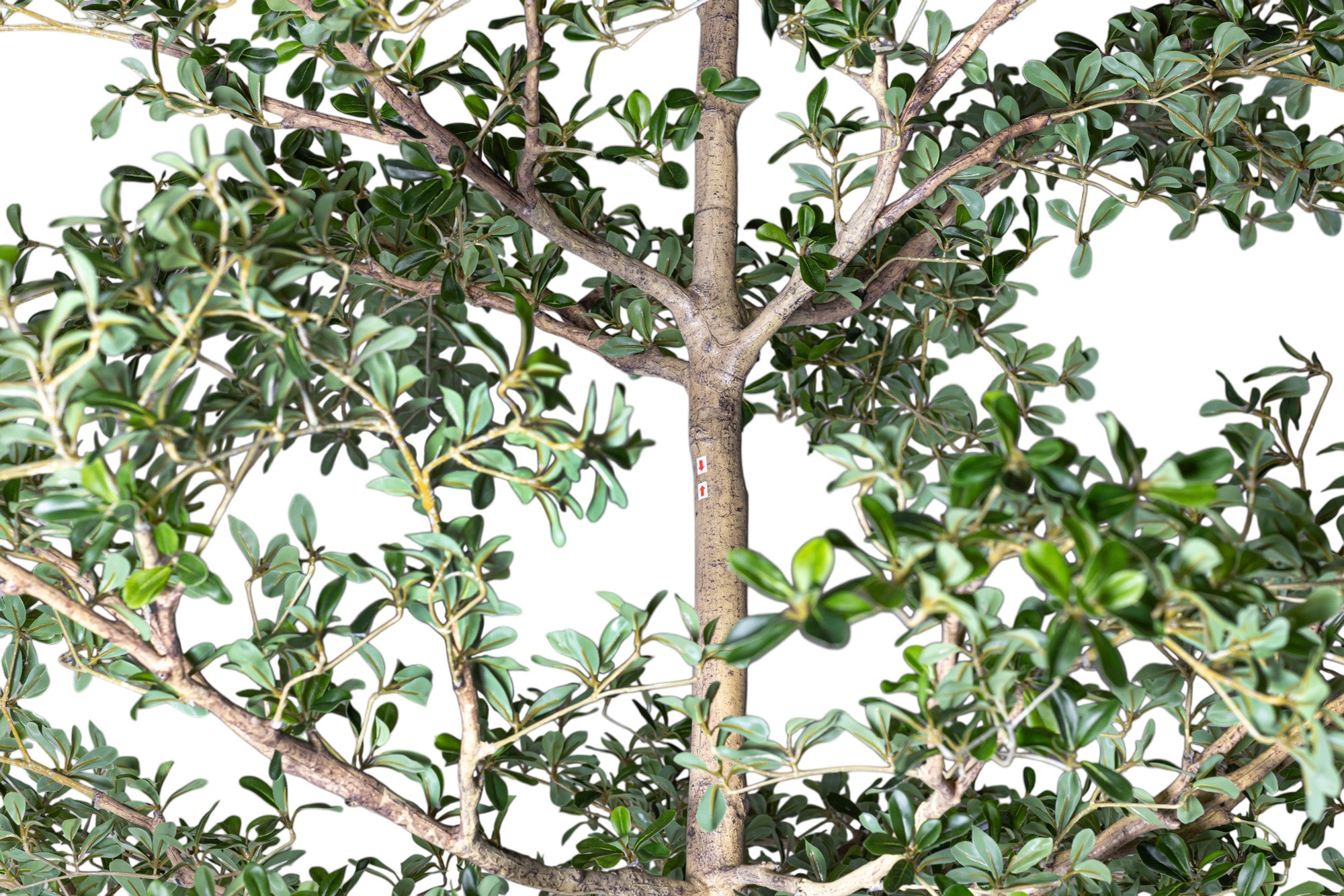 13' Shady Lady FP1465