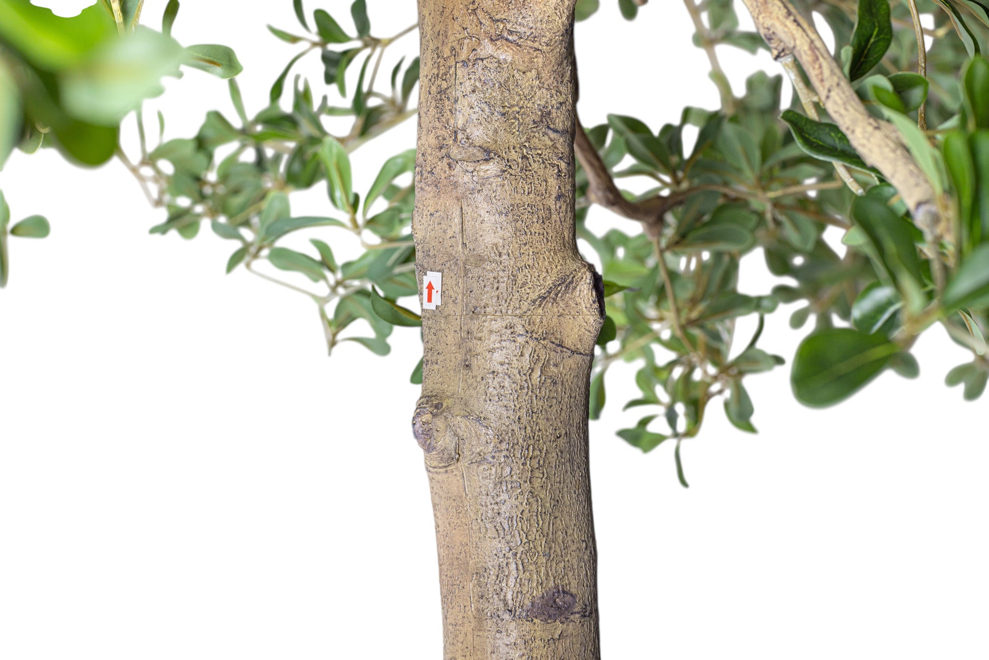 13' Shady Lady FP1465