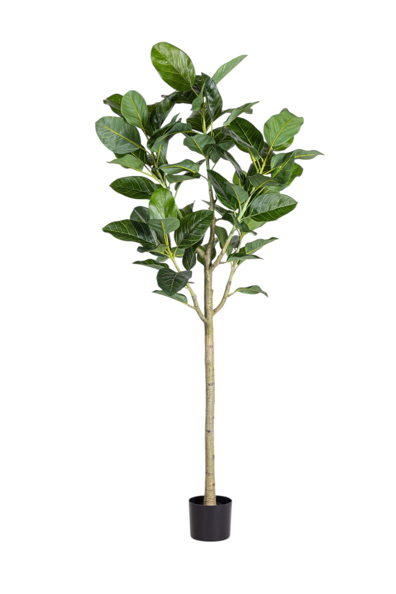 6' Audrey Ficus FP1466