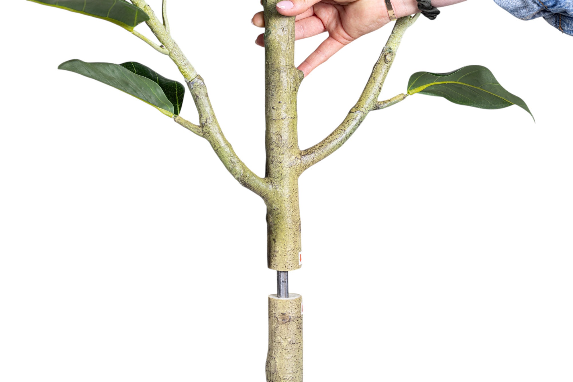 6' Audrey Ficus FP1466