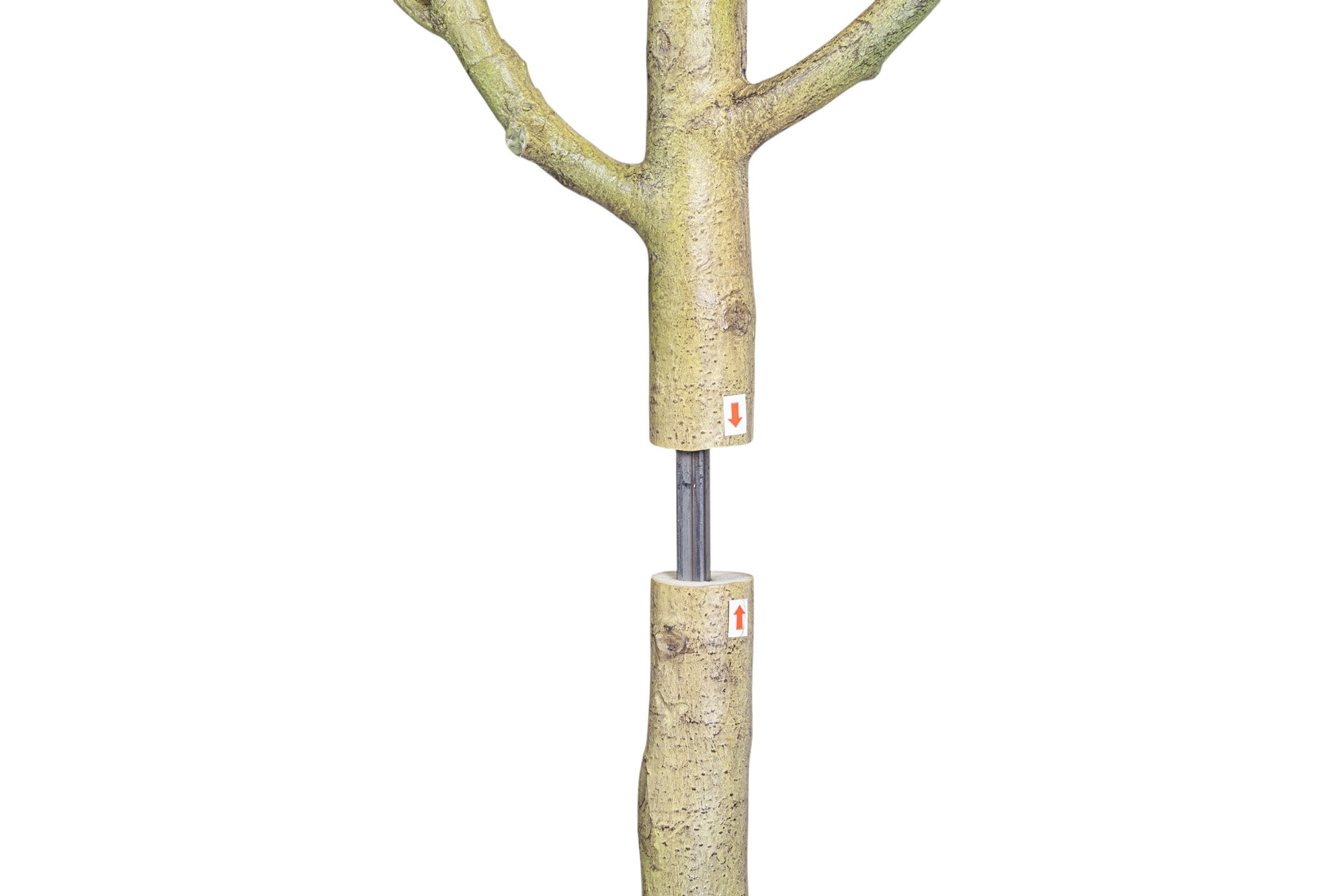 6' Audrey Ficus FP1466