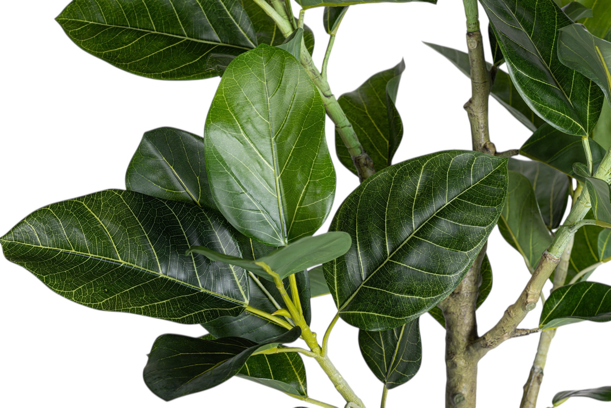 6' Audrey Ficus FP1466