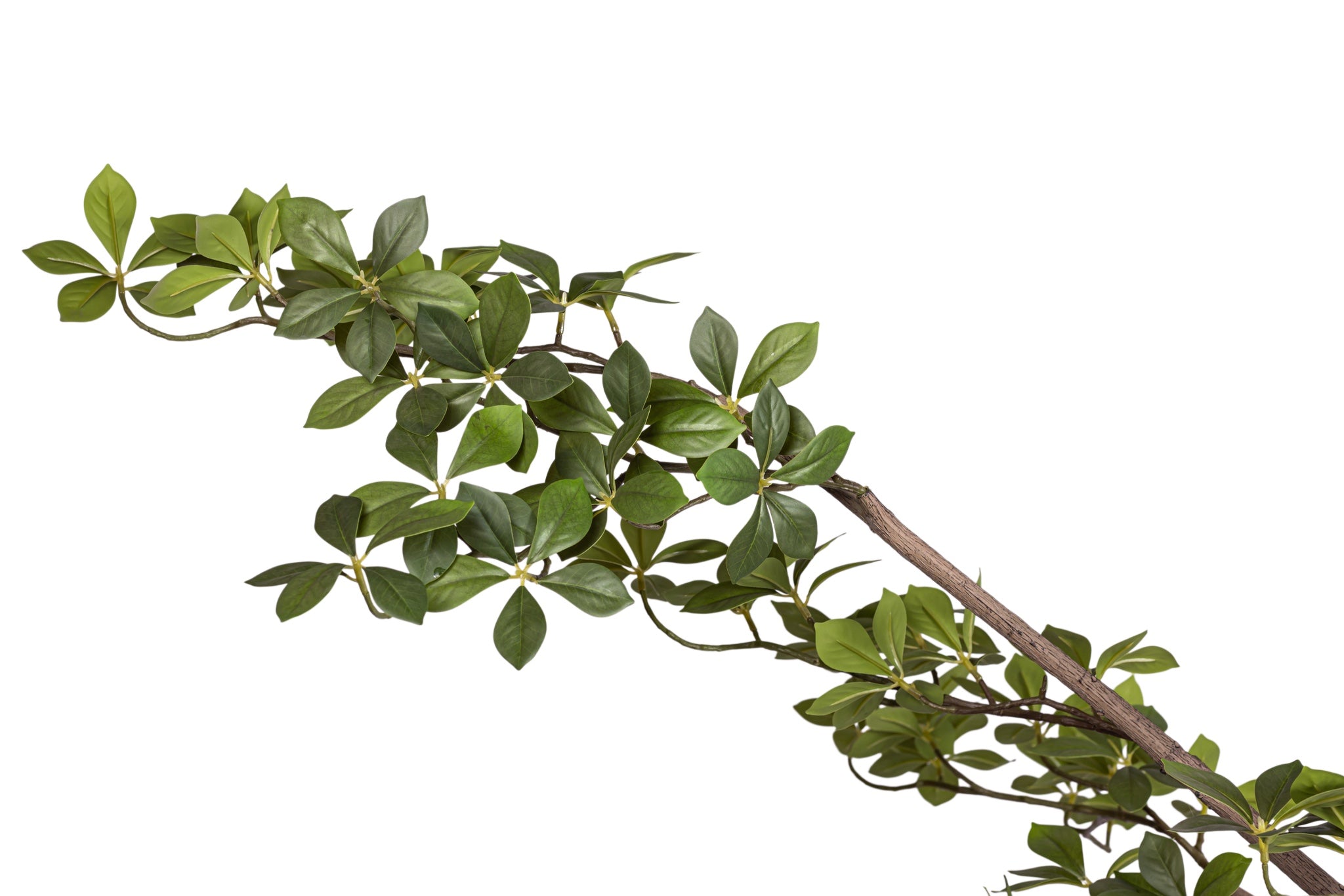 8.5' Gardenia Tree FP1475