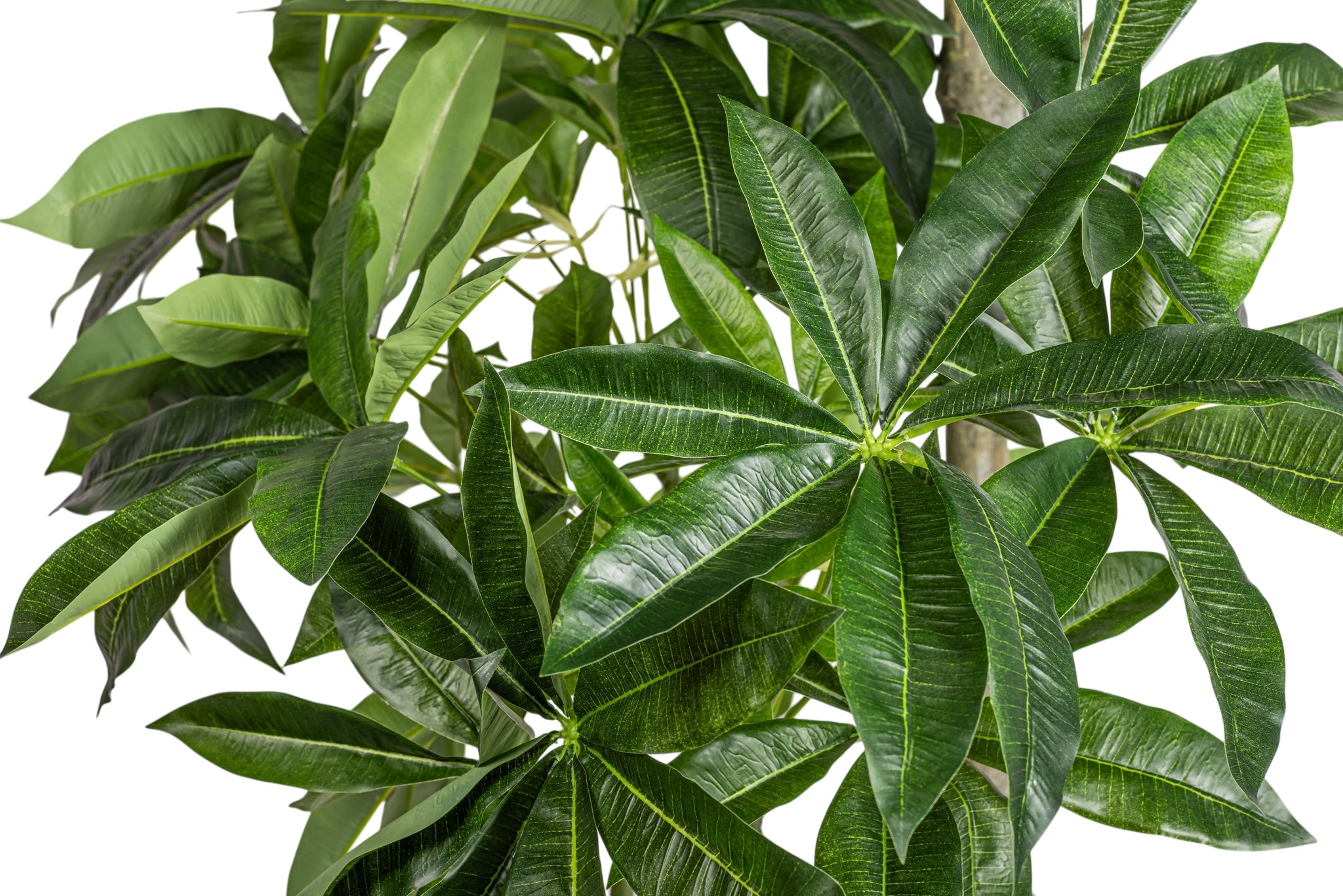 8' Money Tree FP1476