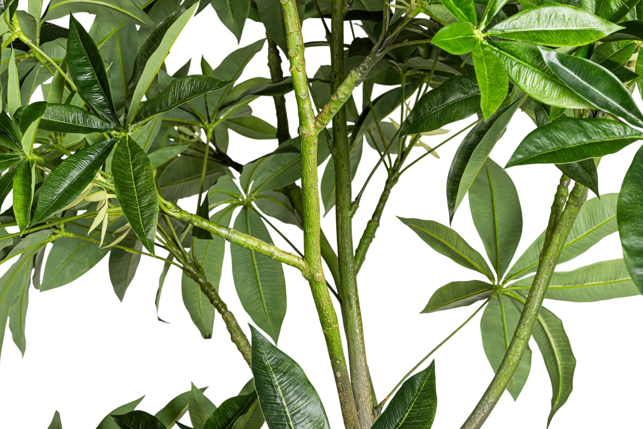 8' Money Tree FP1476